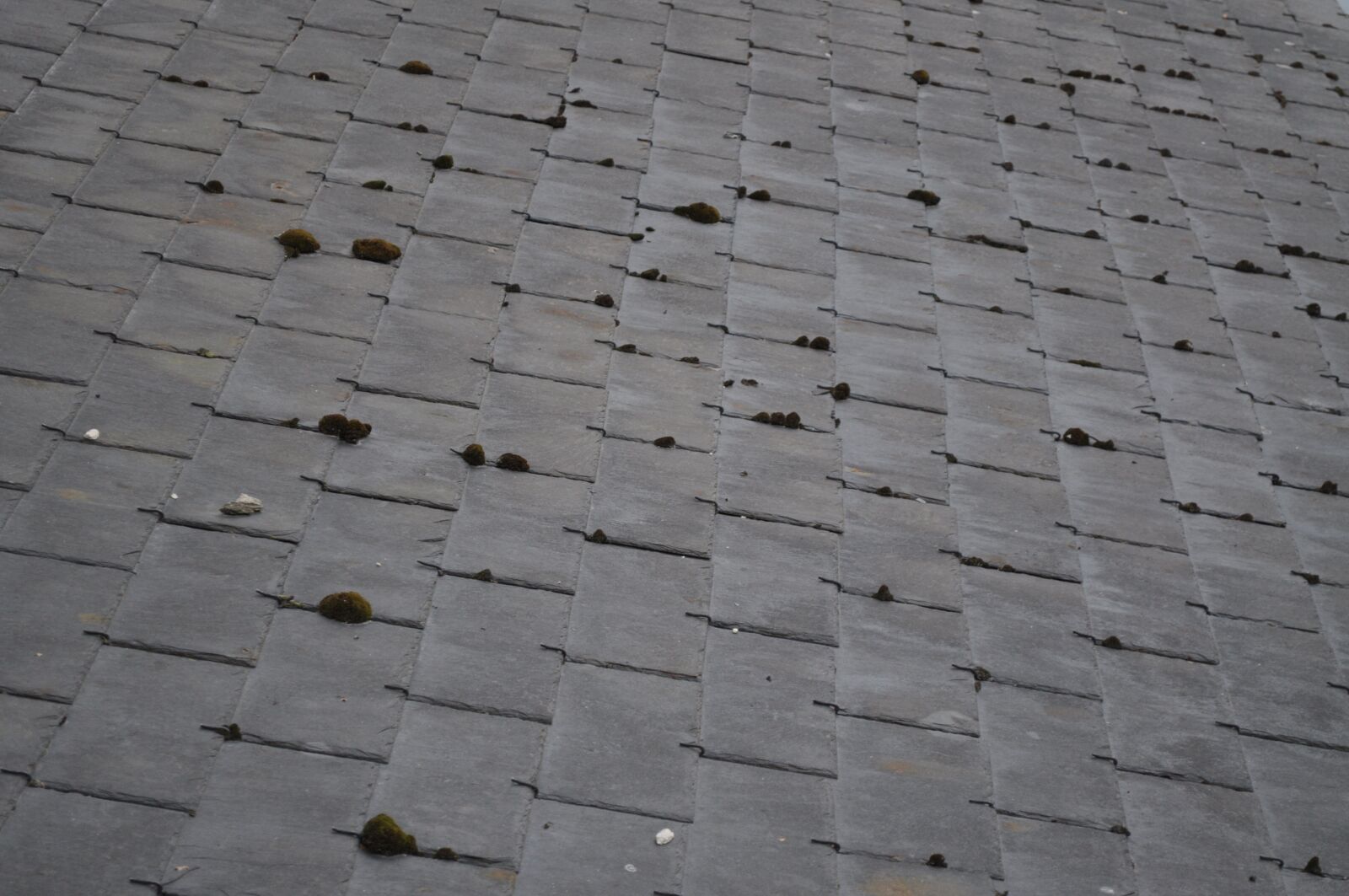 Nikon D5000 sample photo. Roof, moss, tiles photography