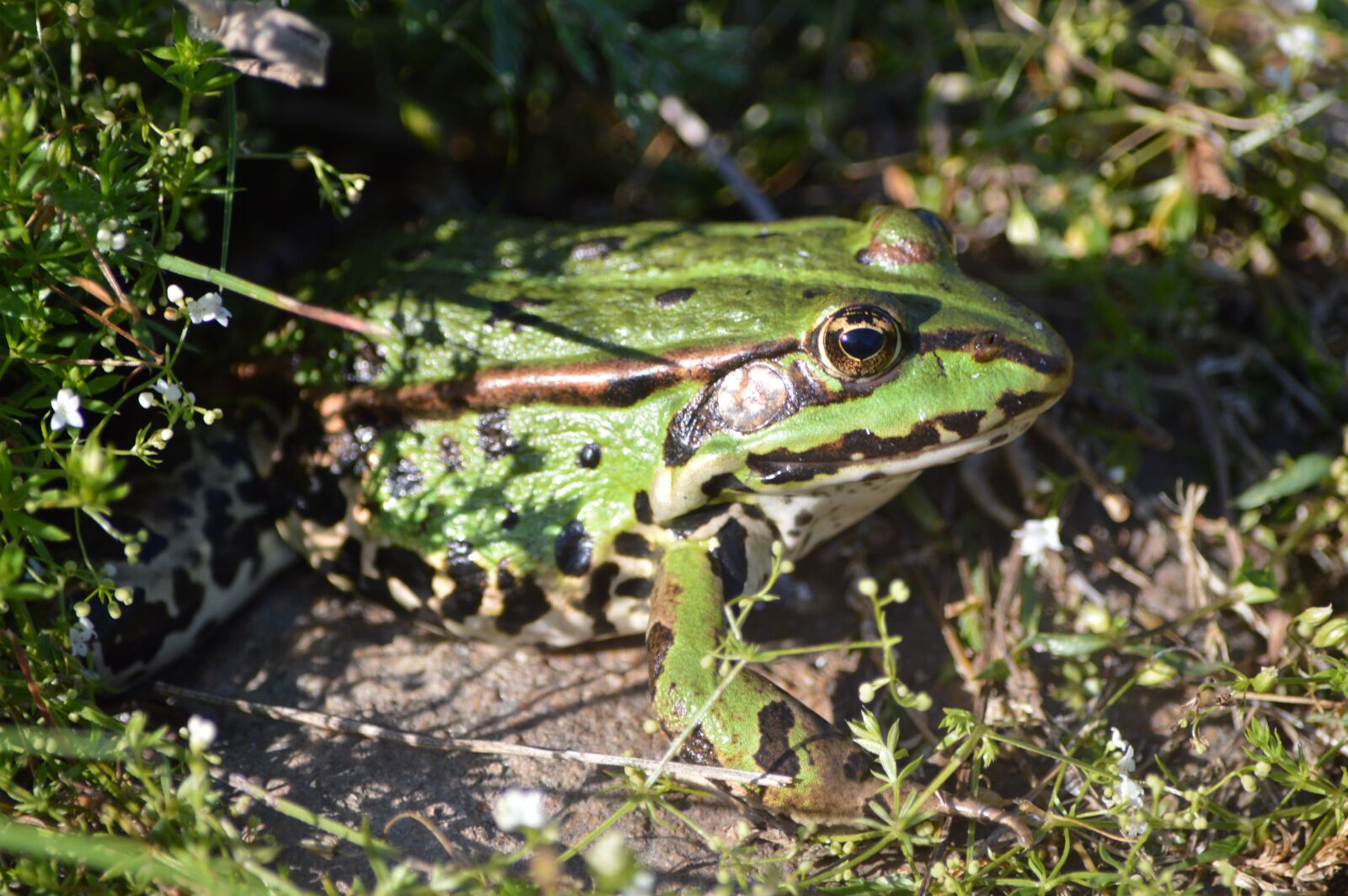Nikon D3200 sample photo. Frog, green, close up photography