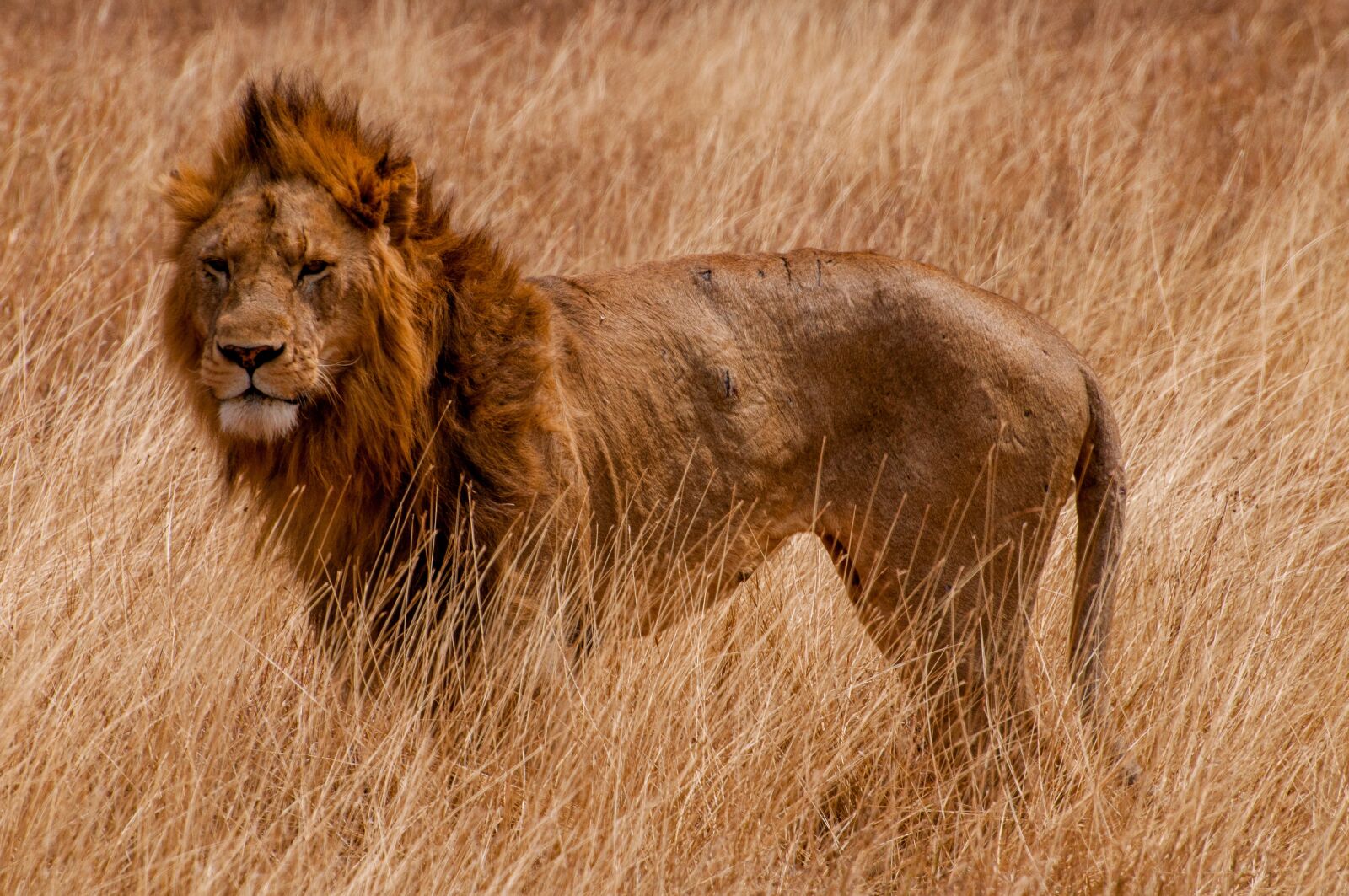 Nikon D5000 sample photo. Tanzania, animal, africa photography
