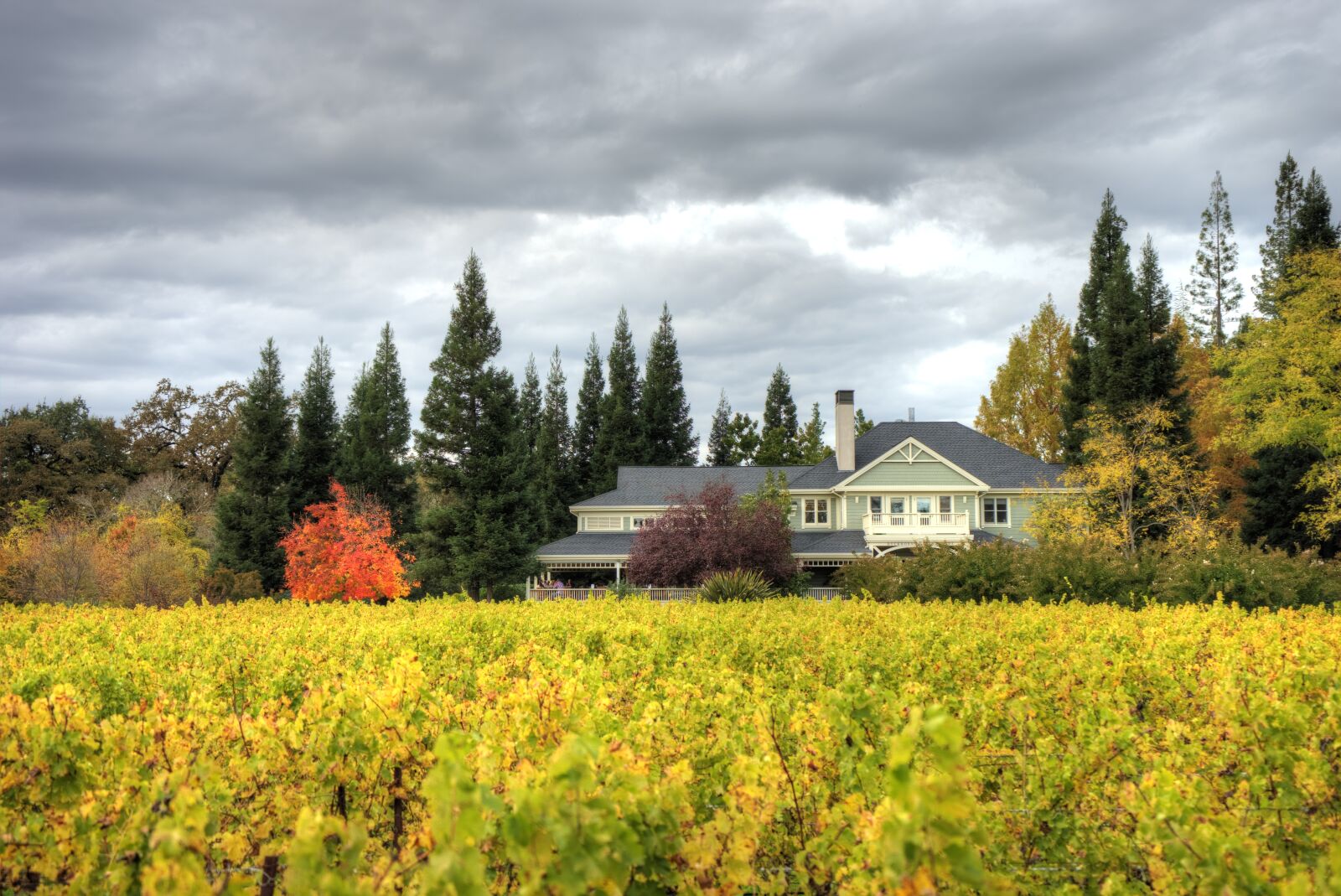 Sony a7 II + Sony FE 28-70mm F3.5-5.6 OSS sample photo. Napa valley, duckhorn, vineyard photography