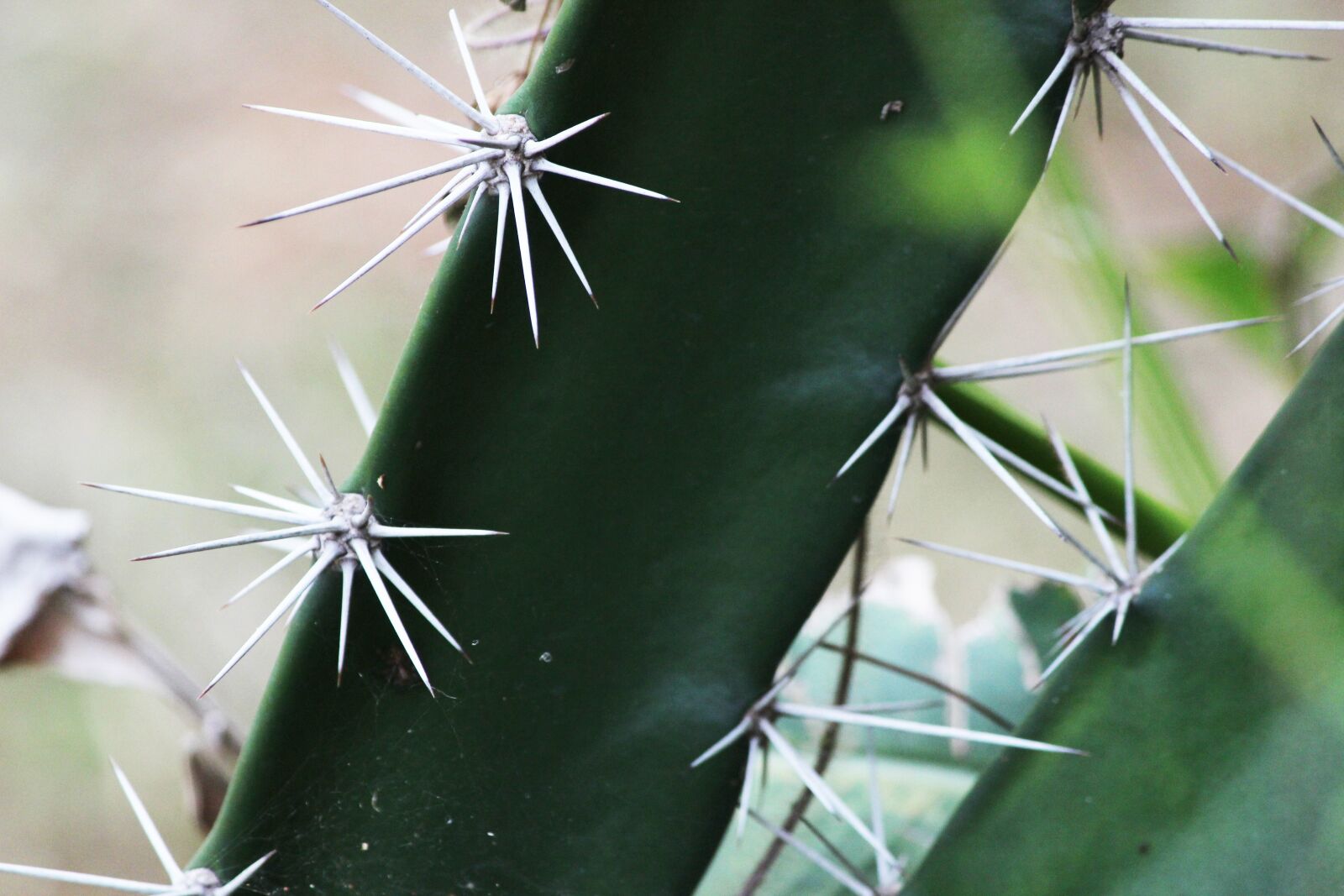 Canon EF-S 55-250mm F4-5.6 IS II sample photo. Thorns, cactus, green photography