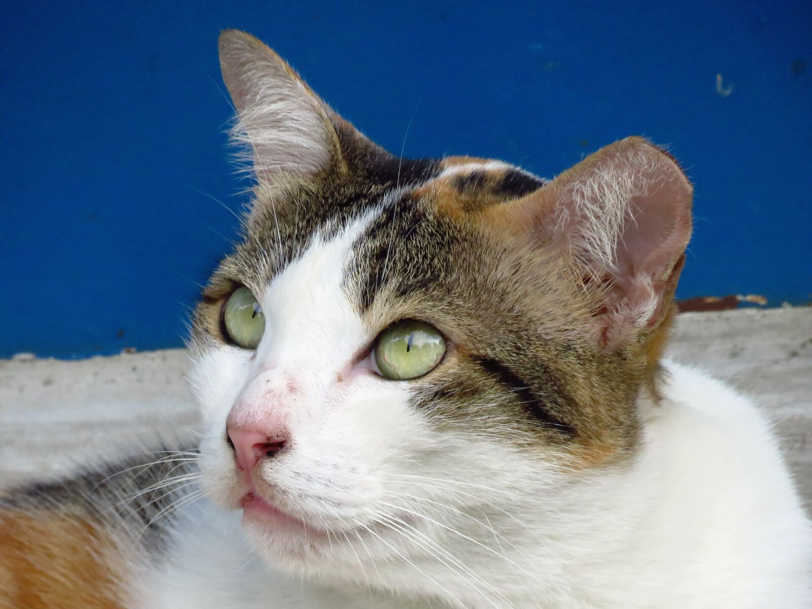 Canon PowerShot SX60 HS sample photo. Cat, face, look photography