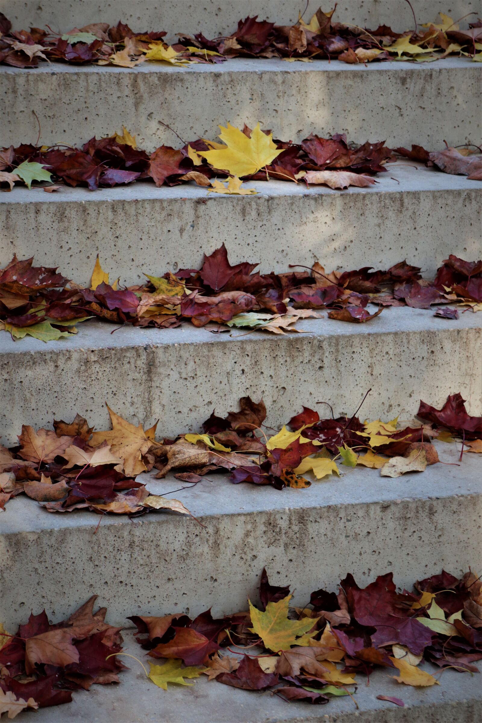 Canon EOS M6 sample photo. Autumn, foliage, october photography