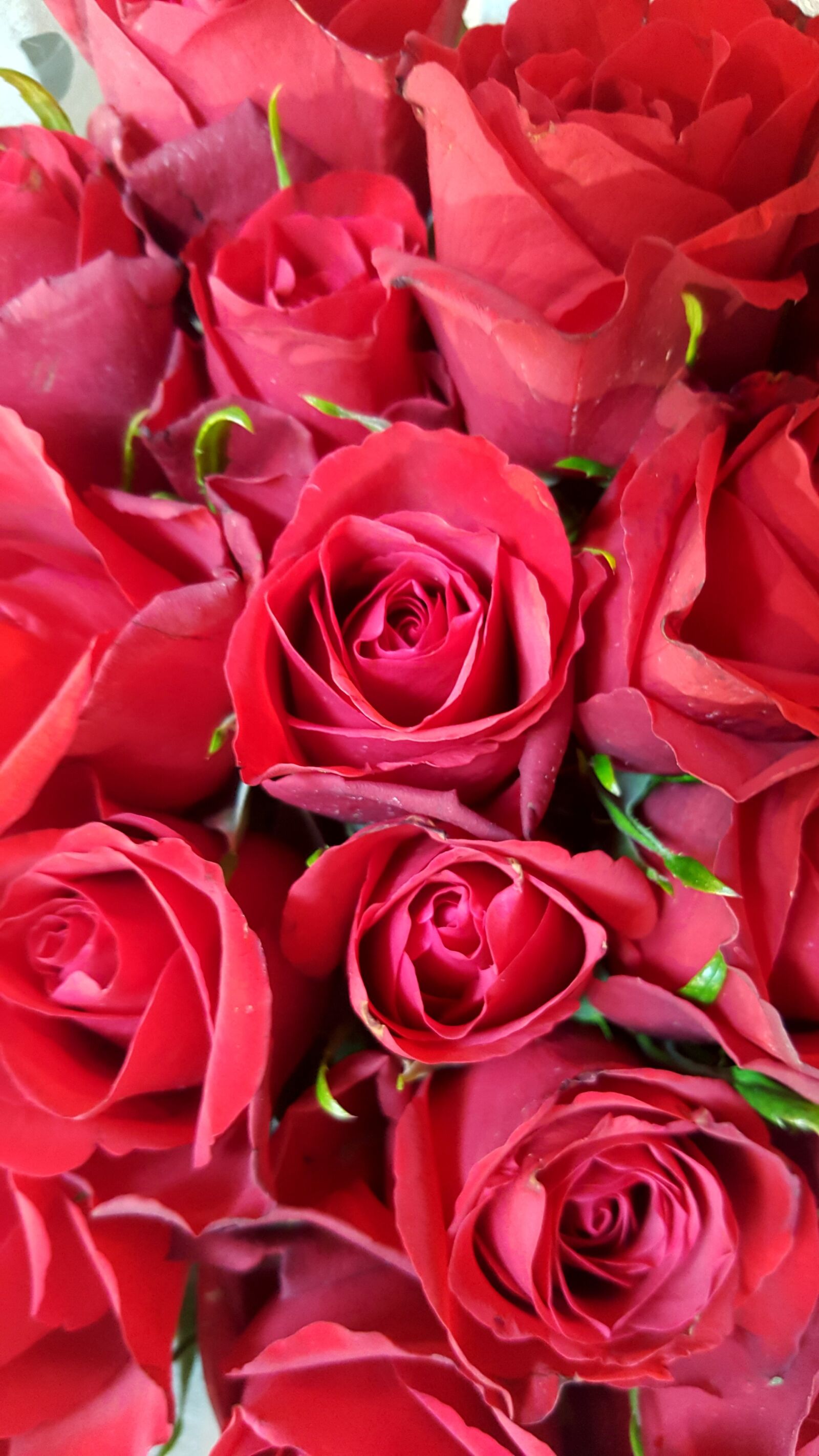 Samsung Galaxy S6 sample photo. Rose, red, red rose photography