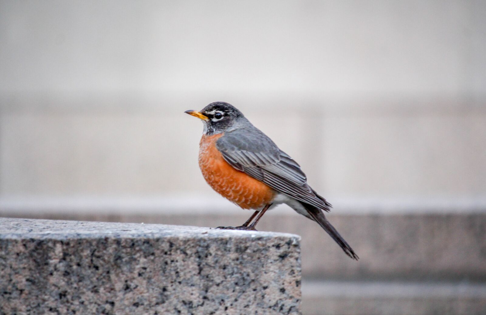 Canon EOS 700D (EOS Rebel T5i / EOS Kiss X7i) sample photo. Bird, wildlife, nature photography