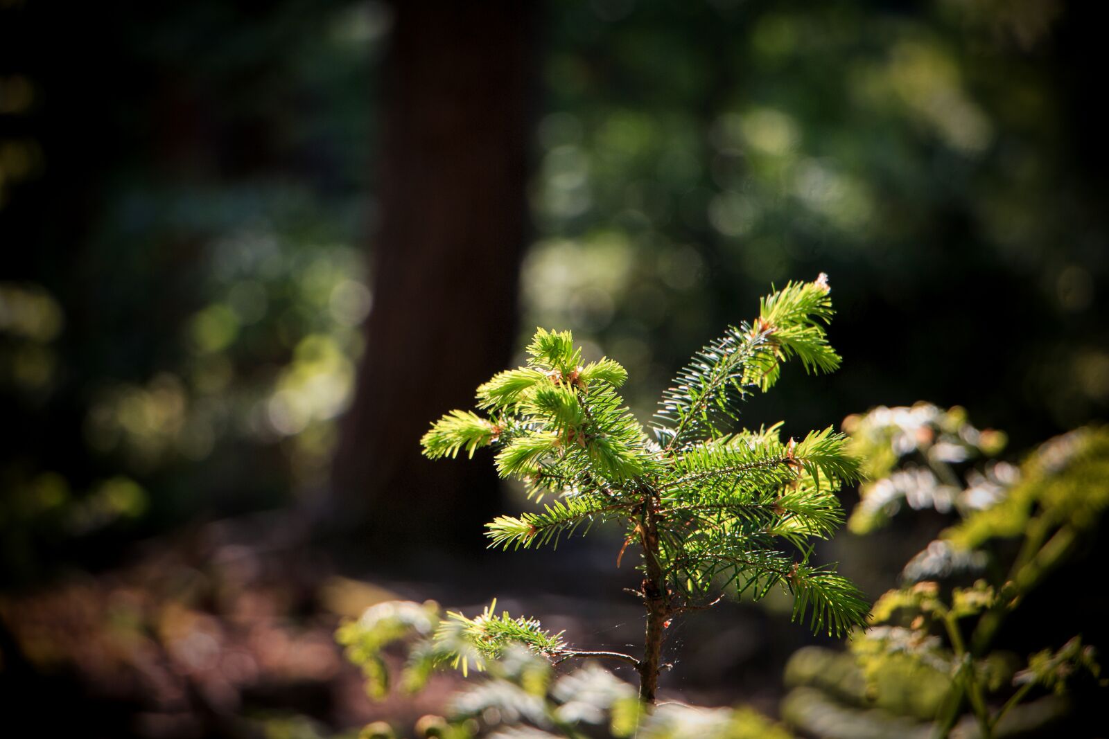 Canon EOS 70D sample photo. Forest, nature, green photography