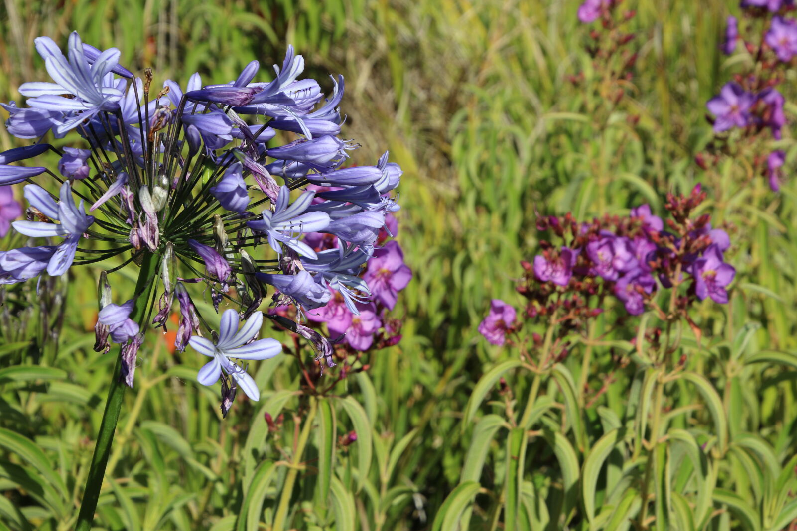 Canon EOS 7D Mark II sample photo. Flowers, garden, purple, purple photography