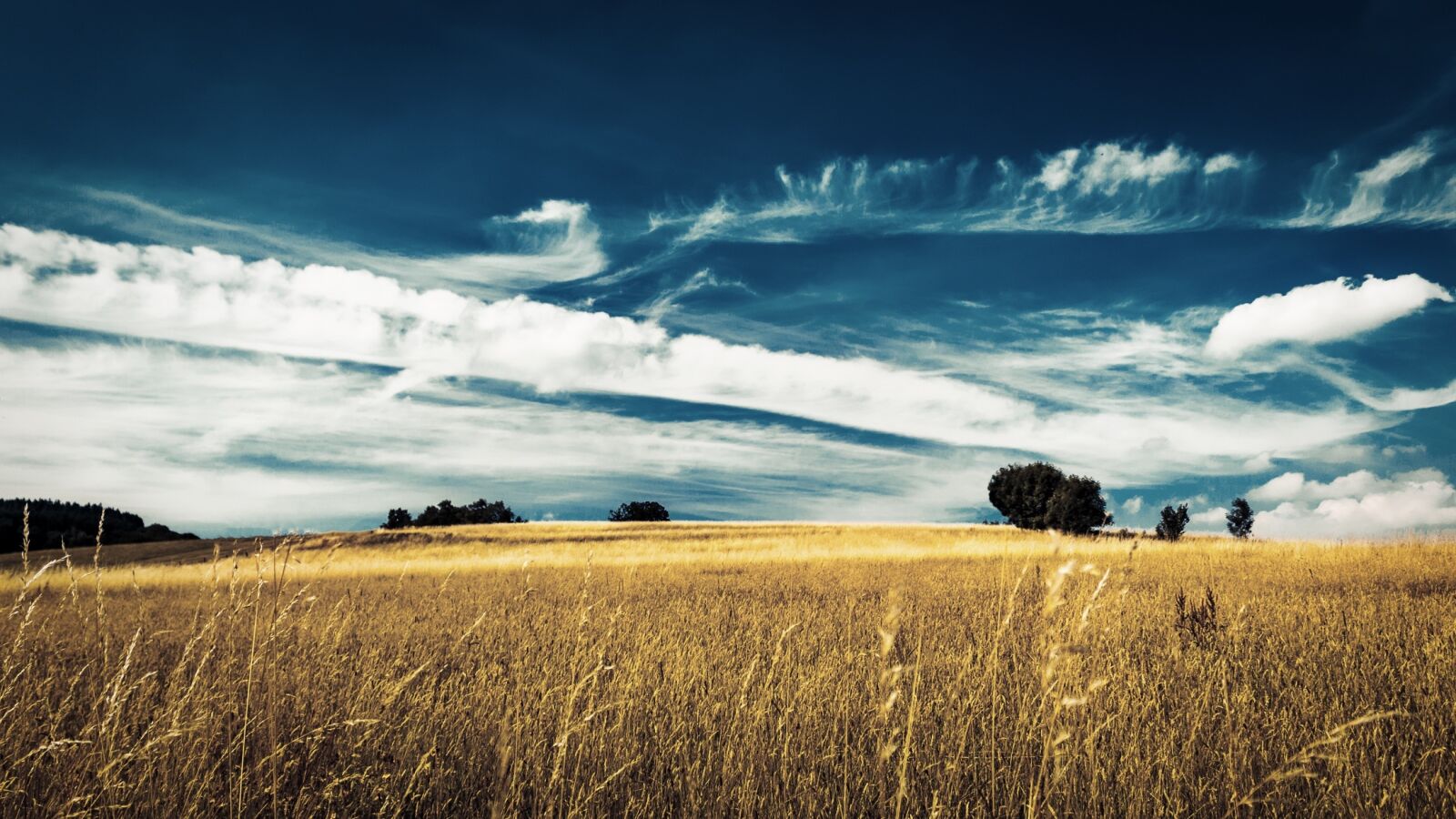 Canon EOS 100D (EOS Rebel SL1 / EOS Kiss X7) sample photo. Landscape, field, summer photography