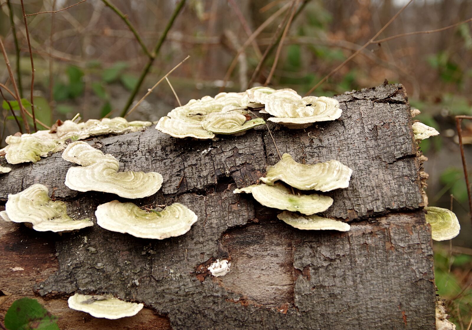 Pentax K-S2 sample photo. Hubs, mushrooms, trunk photography