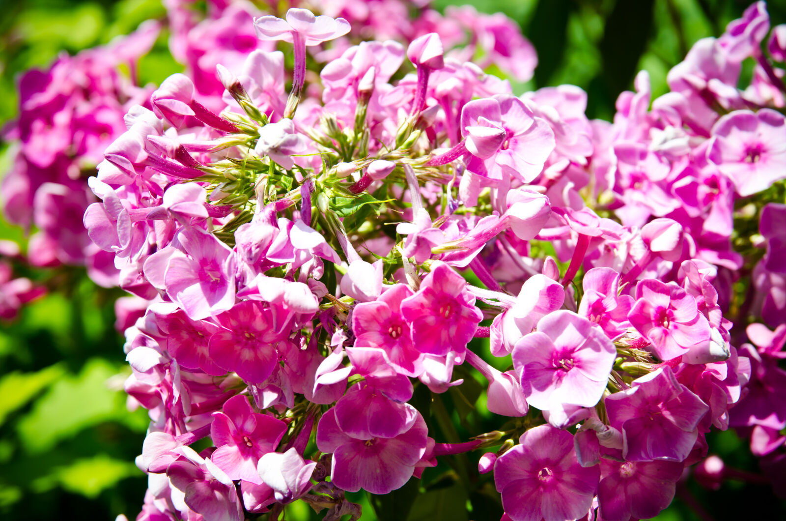 Nikon D7000 sample photo. Many, flowers, many, pink photography