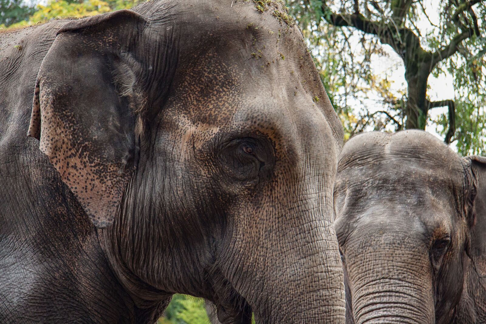 Canon EF-S 17-85mm F4-5.6 IS USM sample photo. Elephant, animal, pachyderm photography