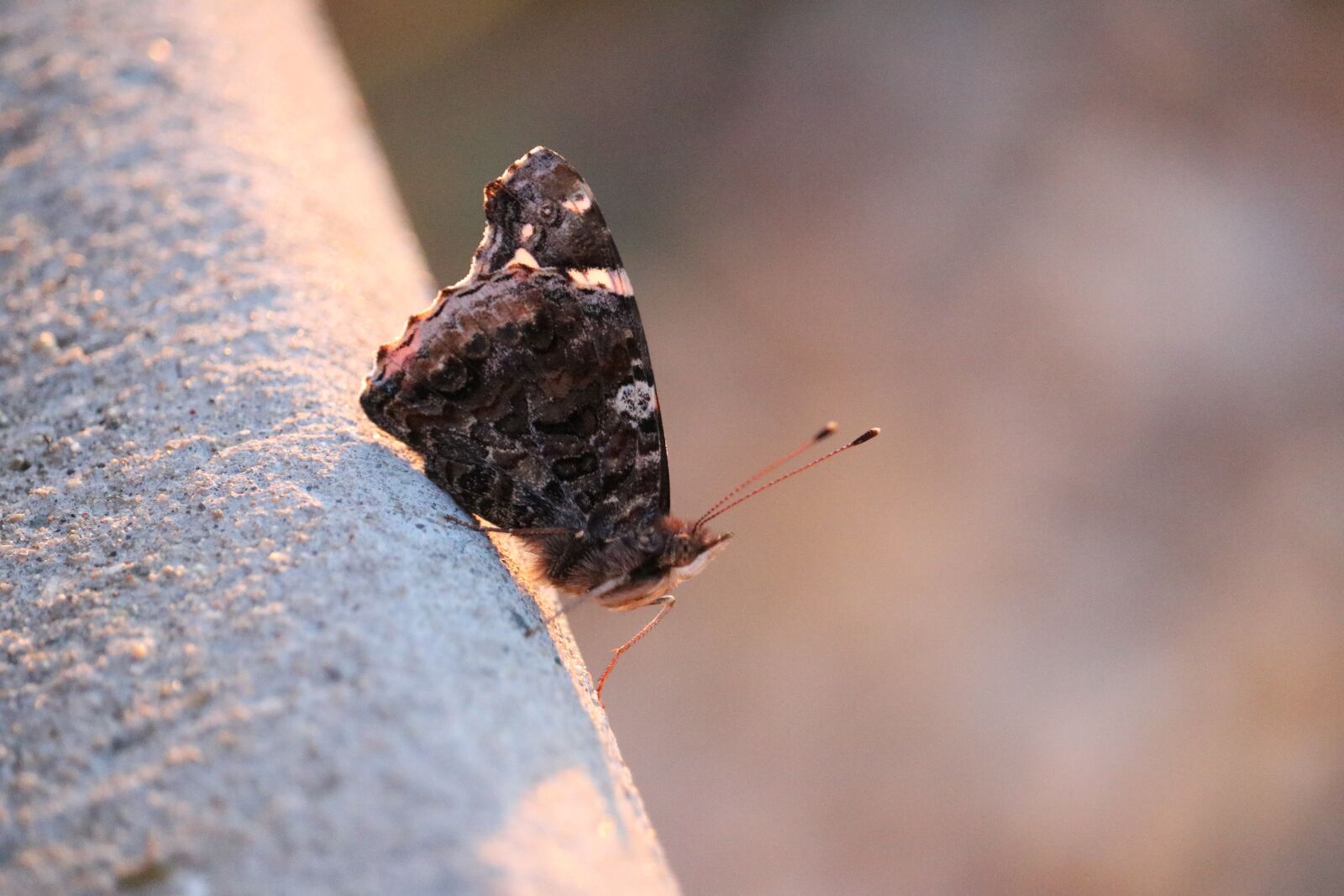 Canon EOS 750D (EOS Rebel T6i / EOS Kiss X8i) + Canon EF-S 55-250mm F4-5.6 IS STM sample photo. Butterfly, red admiral, fuzzy photography