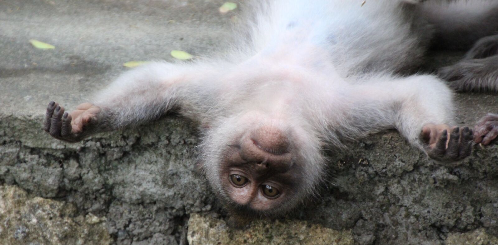 Canon EOS 1200D (EOS Rebel T5 / EOS Kiss X70 / EOS Hi) sample photo. Monkey, relaxation, primate photography