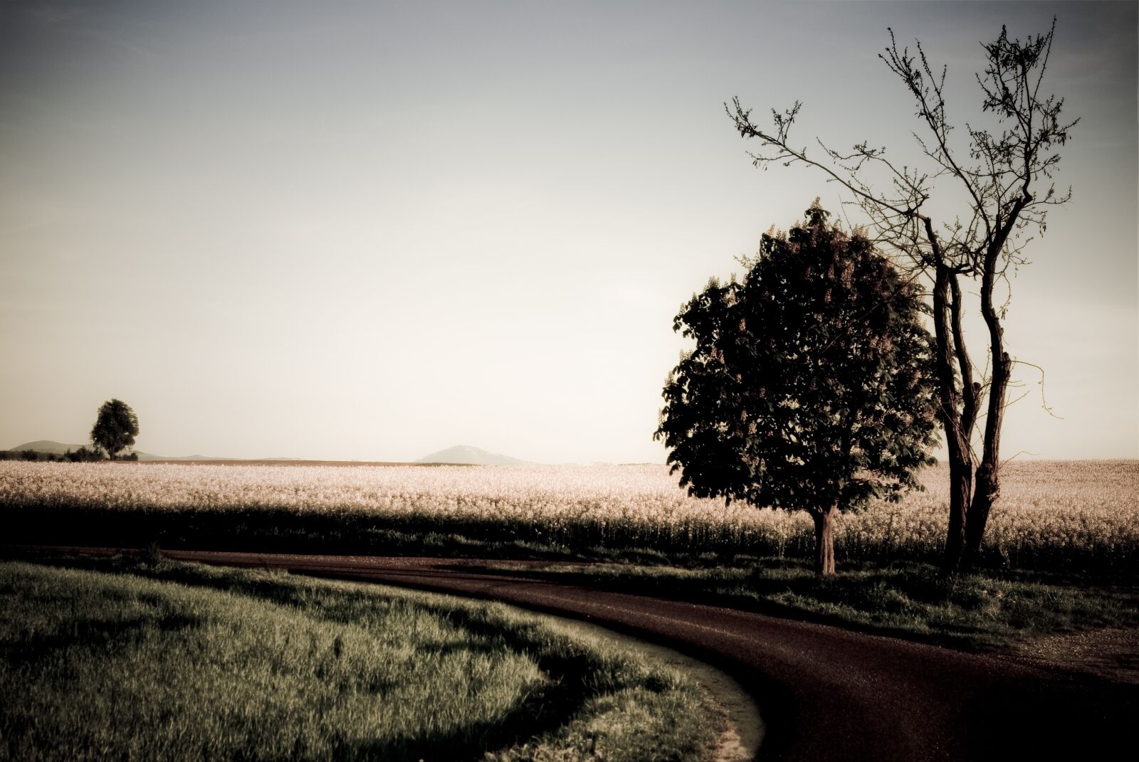 Nikon D80 sample photo. Tree, road, artistically photography