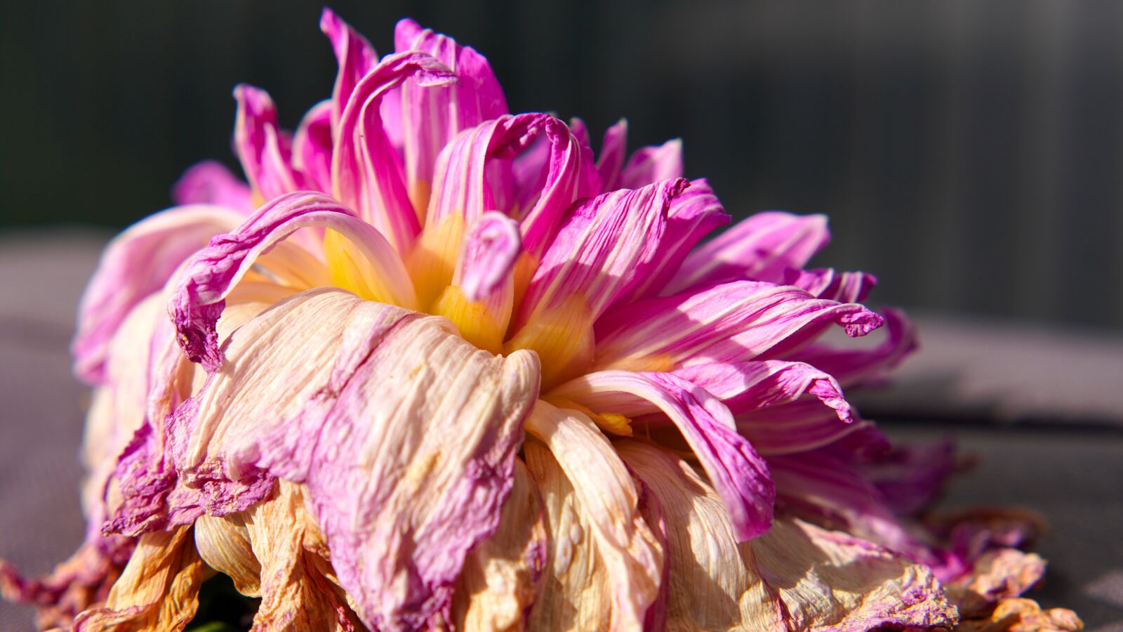 Sony a6400 + E 50mm F1.8 OSS sample photo. Dahlia, blossom, bloom photography