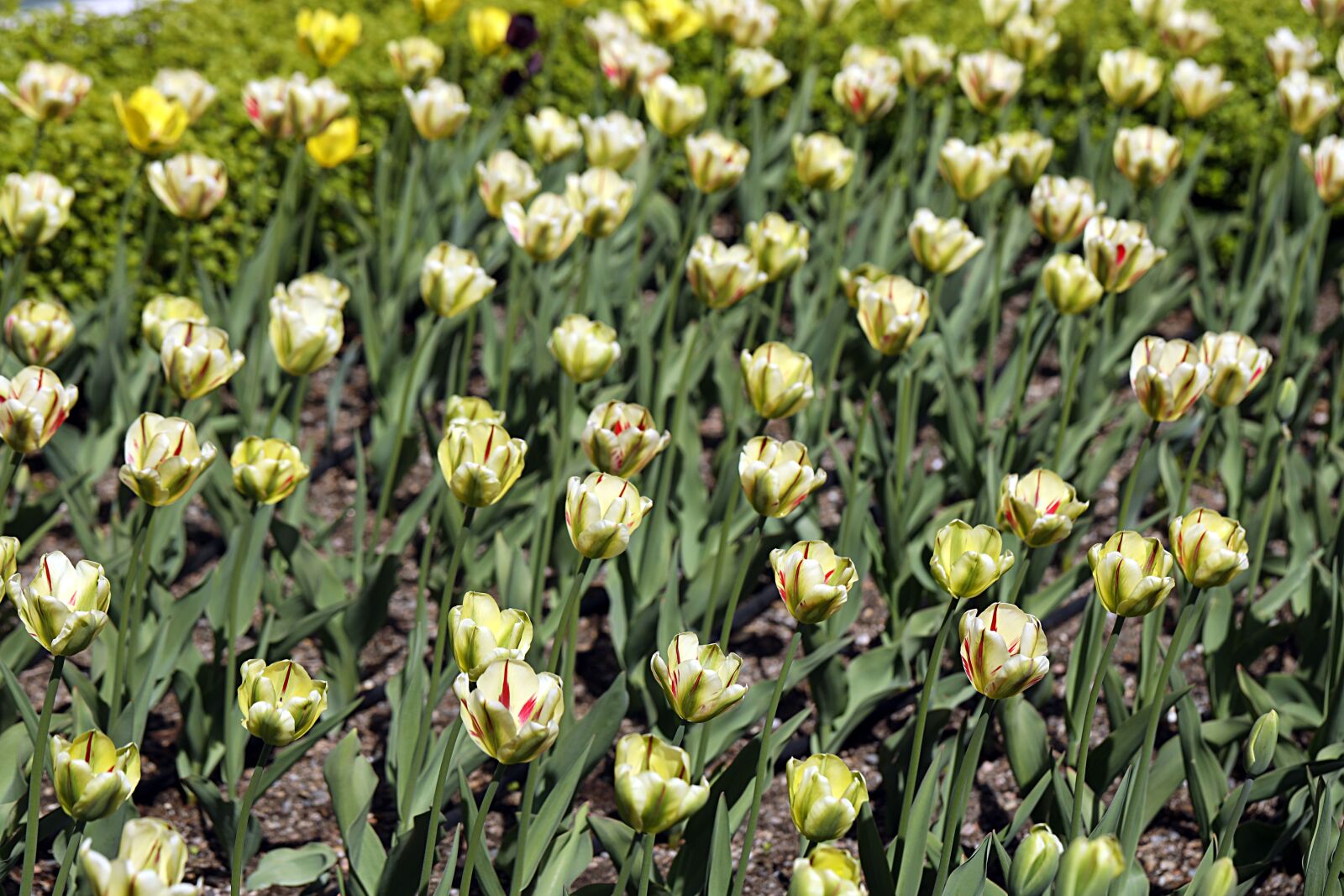 Canon EOS R sample photo. Tulip, spring, nature photography