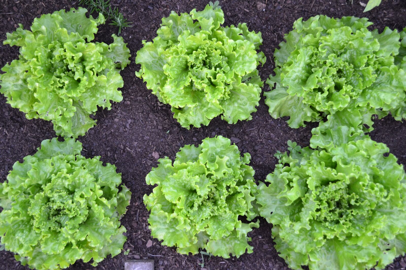 Nikon D3100 sample photo. Green salad, lettuce, batavia photography