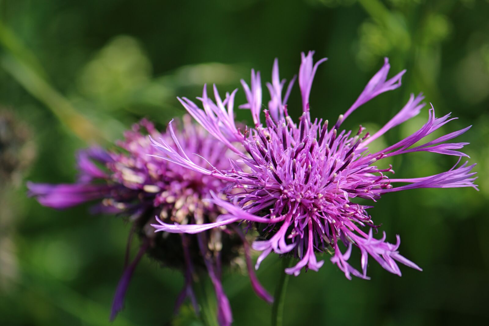 Canon EF-S 55-250mm F4-5.6 IS sample photo. Knapweed, meadow, flower meadow photography