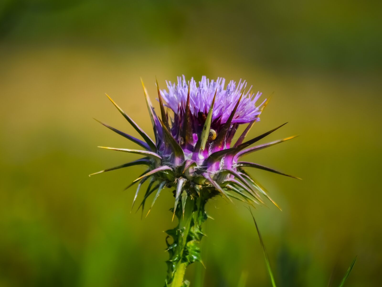 Nikon D3300 sample photo. Thistle, nature, flower photography