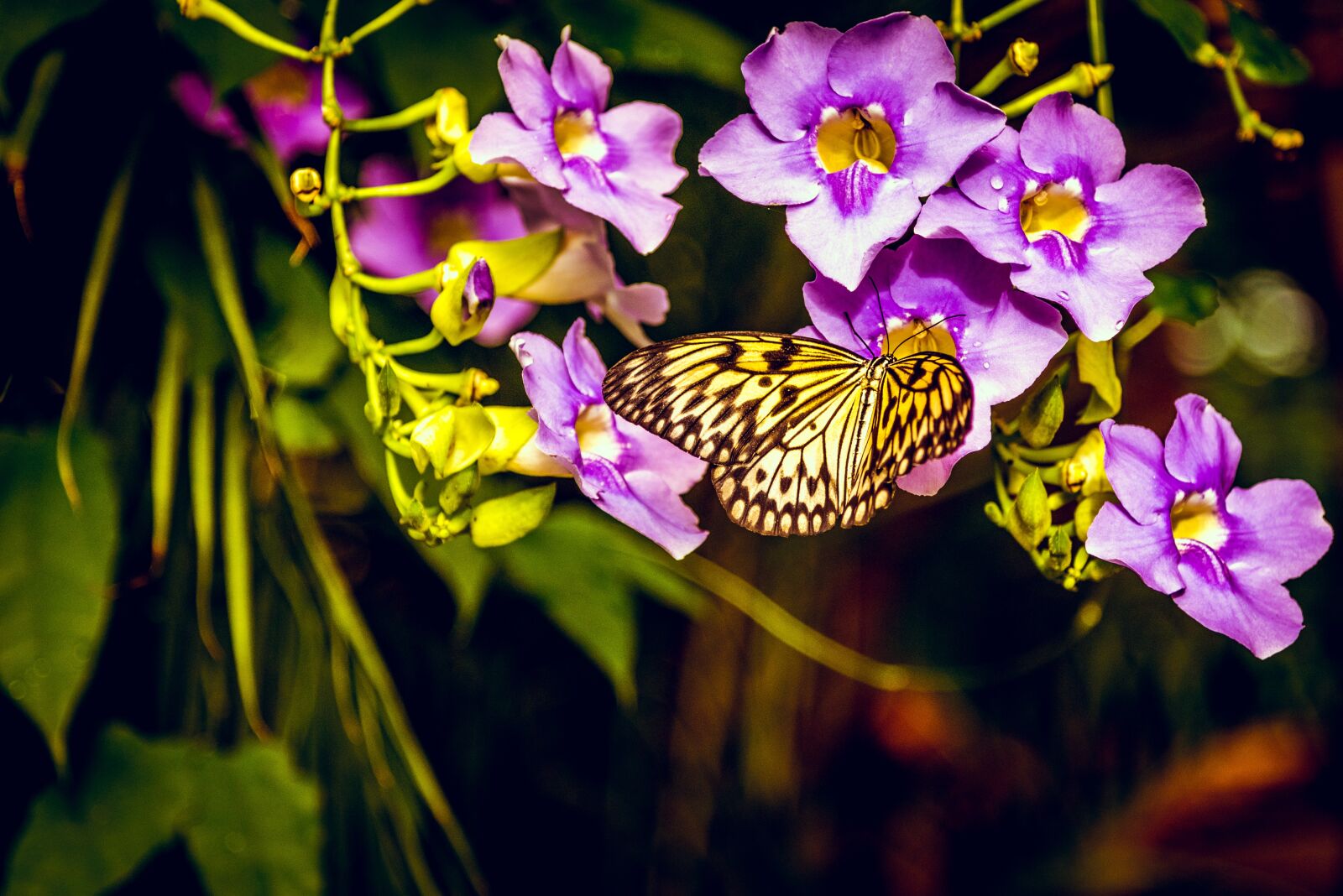 Nikon D750 sample photo. Butterfly, flower, purple photography