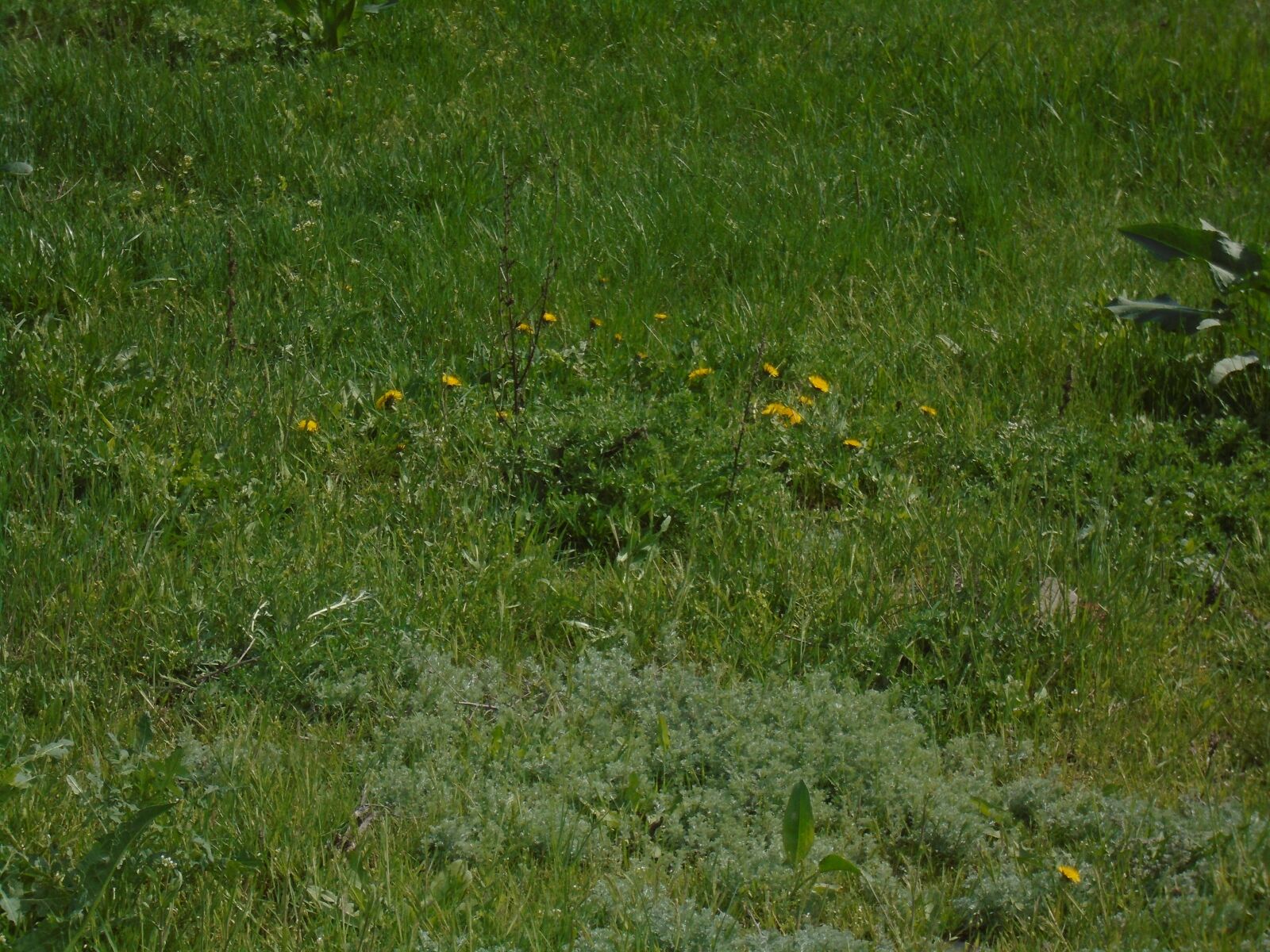 Sony Cyber-shot DSC-W800 sample photo. Grass, greens, flowers photography