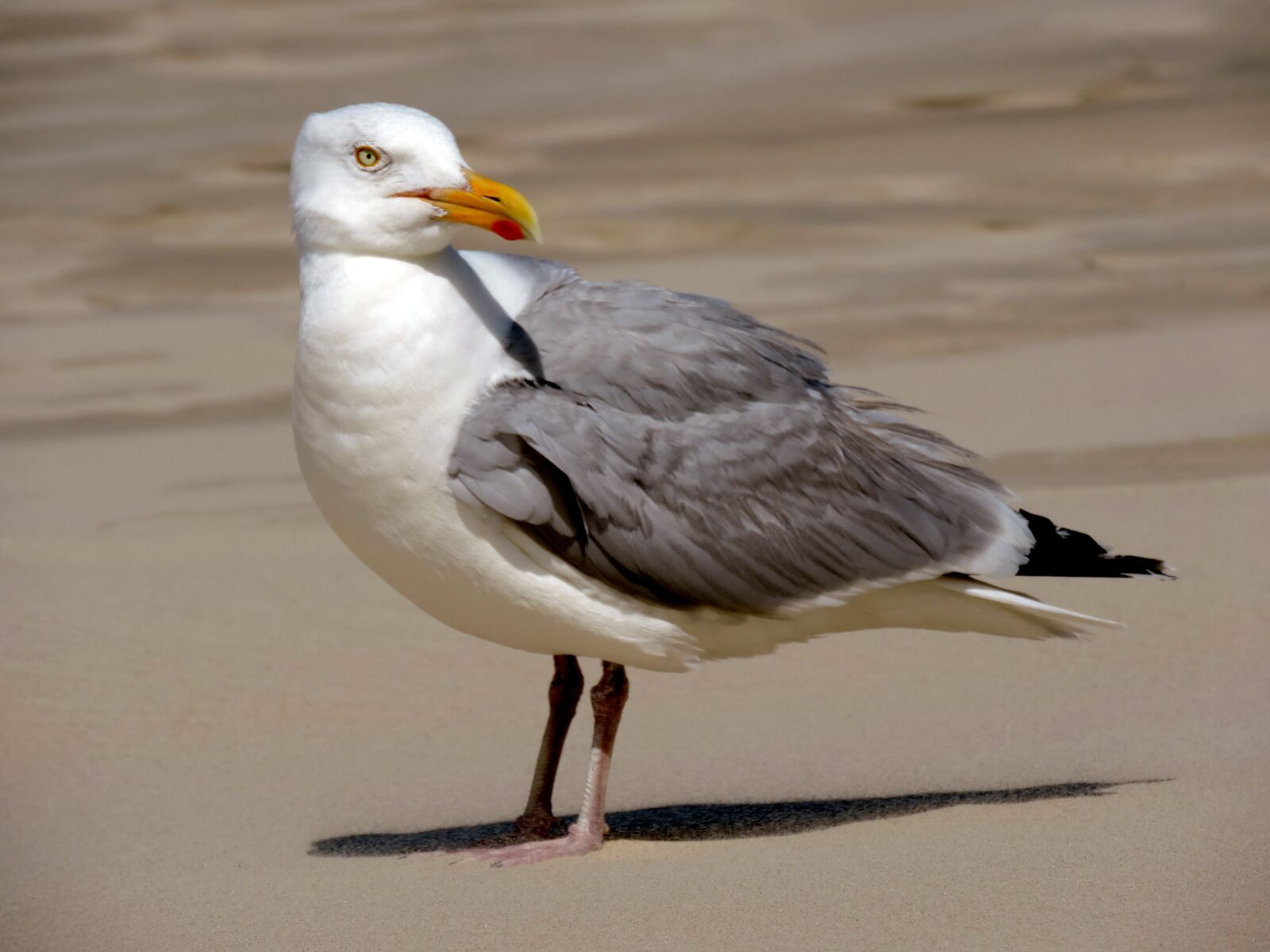 Nikon Coolpix P520 sample photo. Seagull, bird, water bird photography