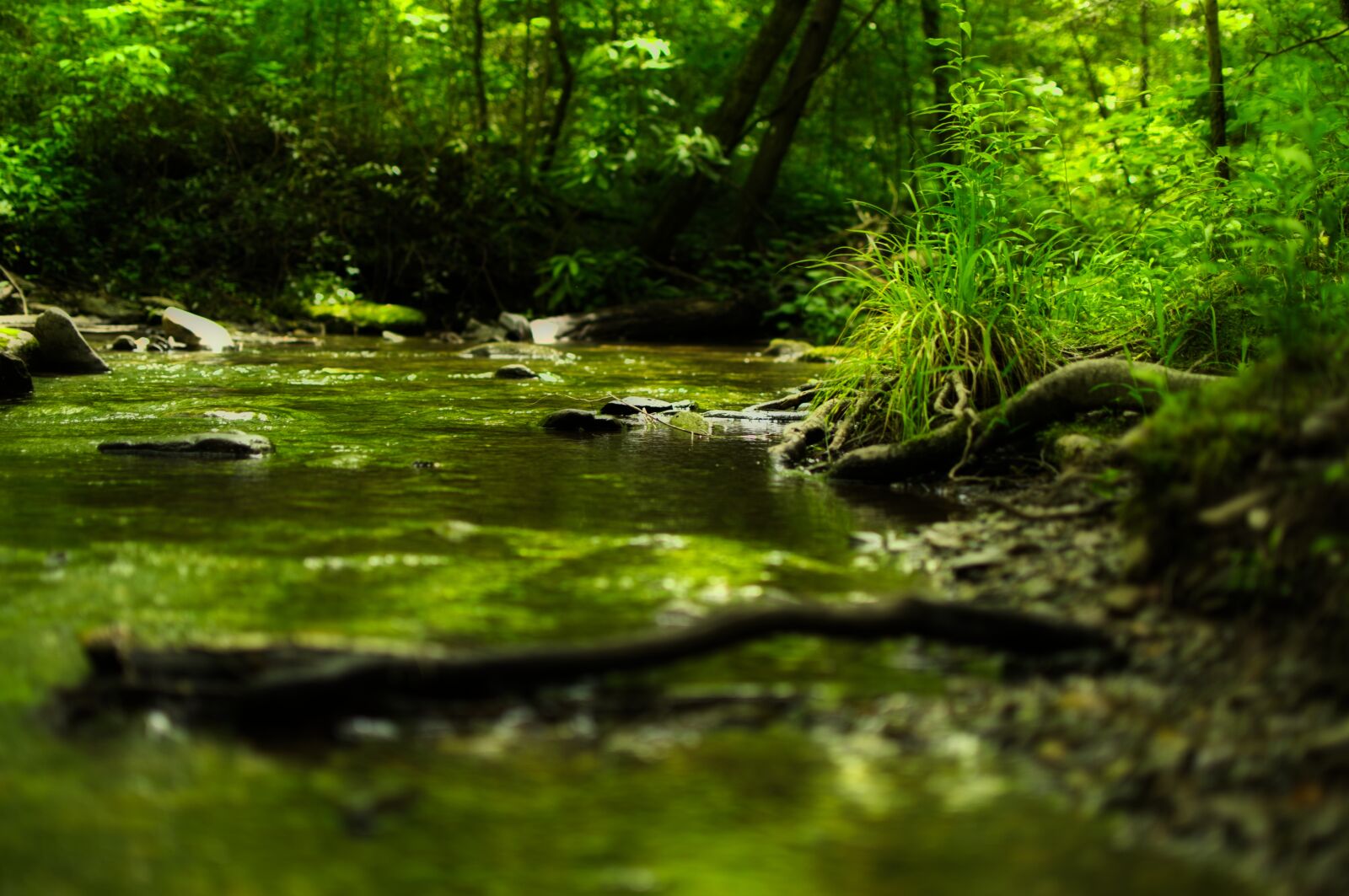 Nikon D5300 sample photo. Creek, cataract branch, forest photography