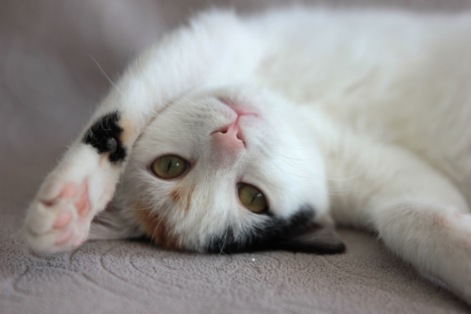 Canon EF 24-70mm F2.8L II USM sample photo. Cat, kitten, cute photography
