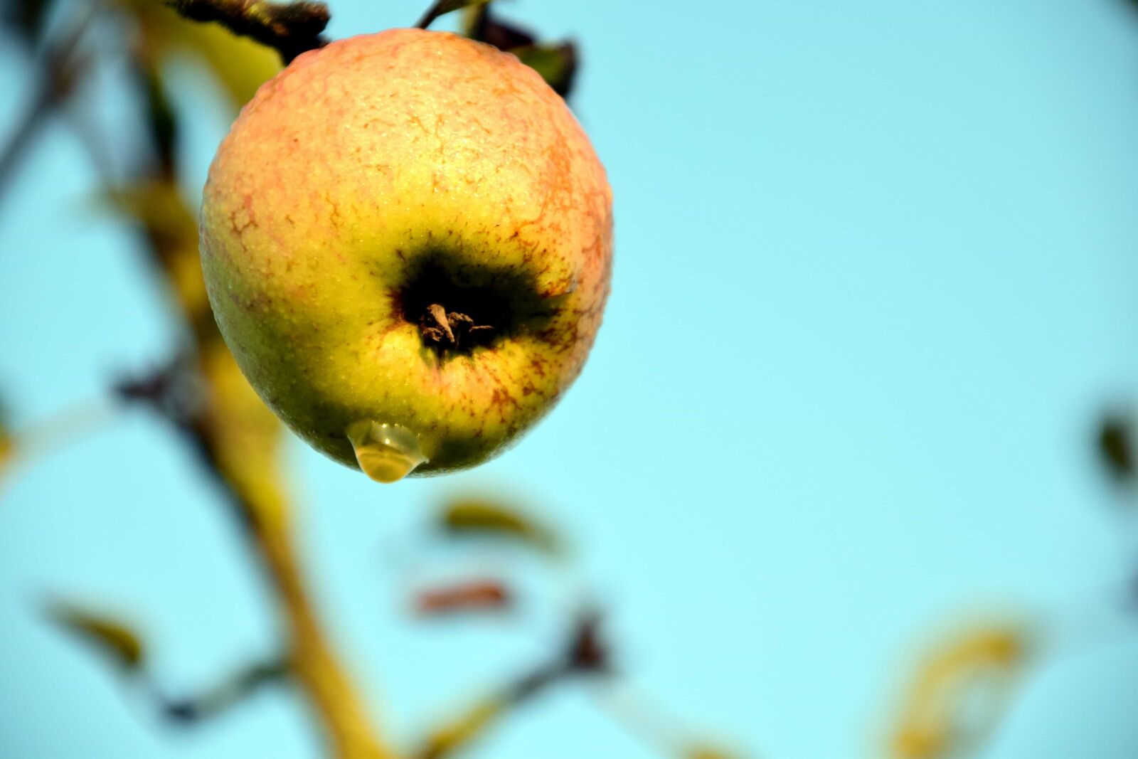 Nikon D3300 sample photo. Fruit, food, apple, leaf photography