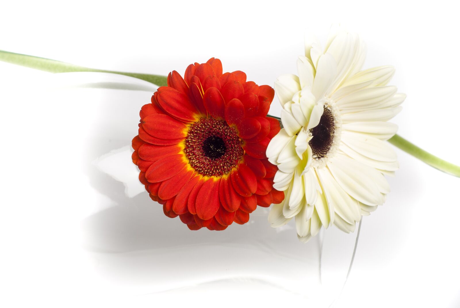 Nikon D80 sample photo. Nature, flower, plant photography