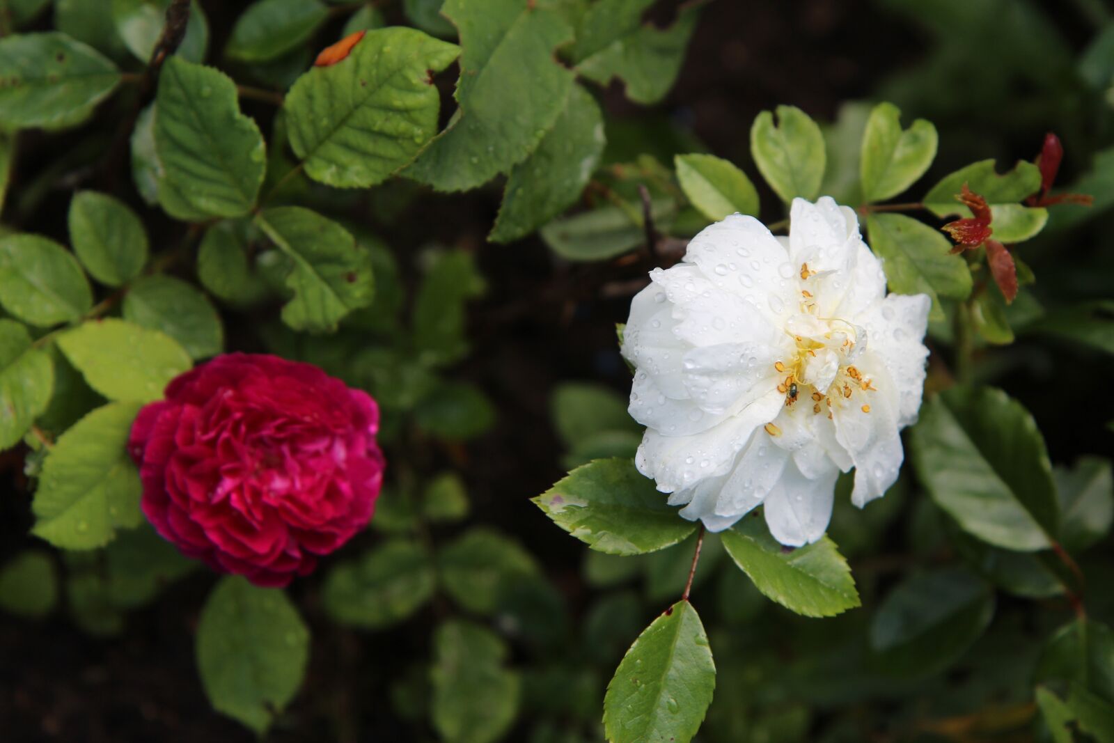 Canon EOS 600D (Rebel EOS T3i / EOS Kiss X5) sample photo. Old roses, rosebush, wild photography