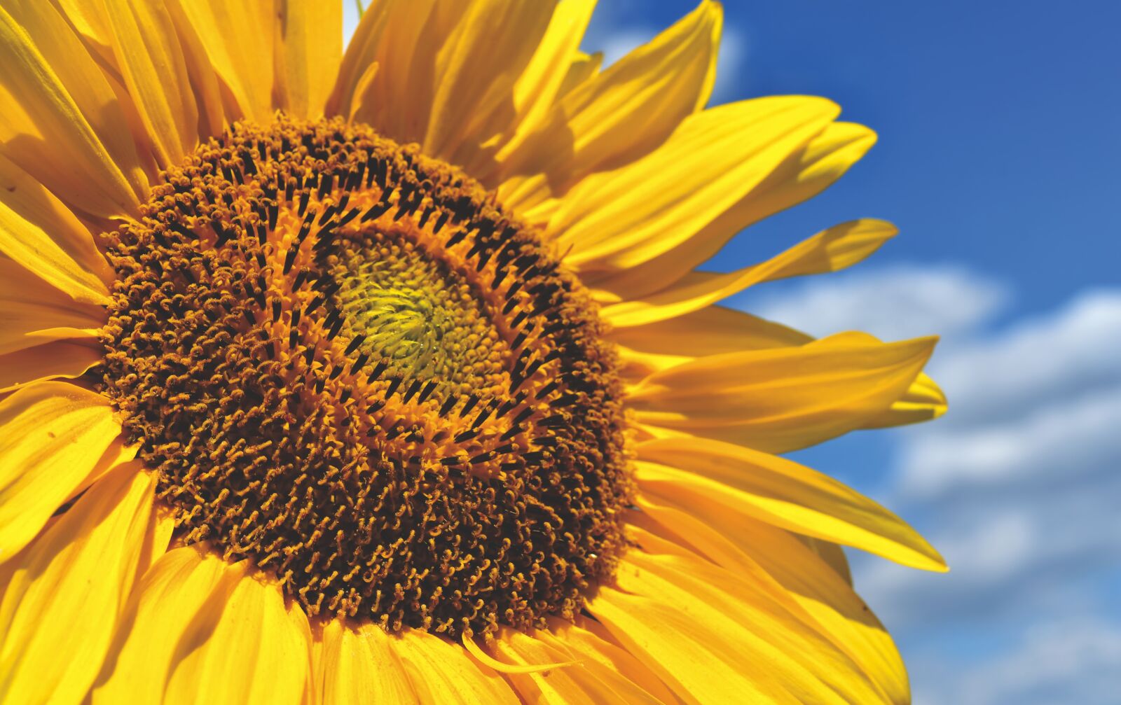 Nikon D7200 sample photo. Sunflower, summer, bright photography