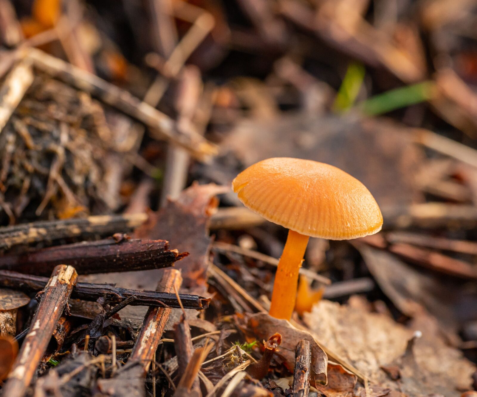 Nikon D800E sample photo. Fungus, small, mushrooms photography