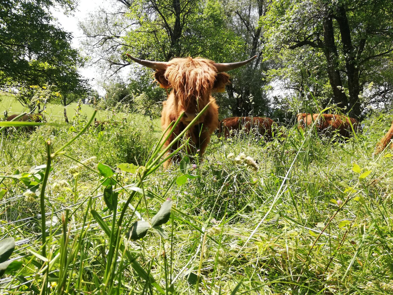 HUAWEI P20 lite sample photo. Graze, highland beef, bull photography