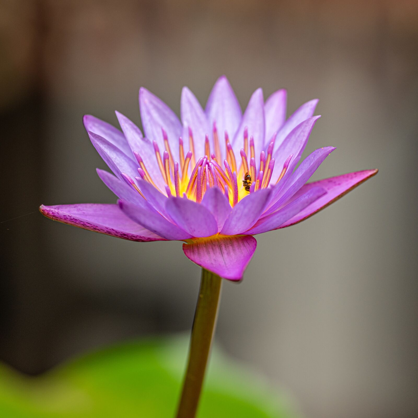 Nikon D850 sample photo. Waterlily, lotus, flower photography