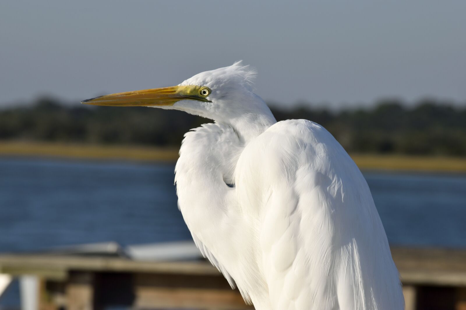 Nikon D3300 sample photo. Great white heron, wildlife photography