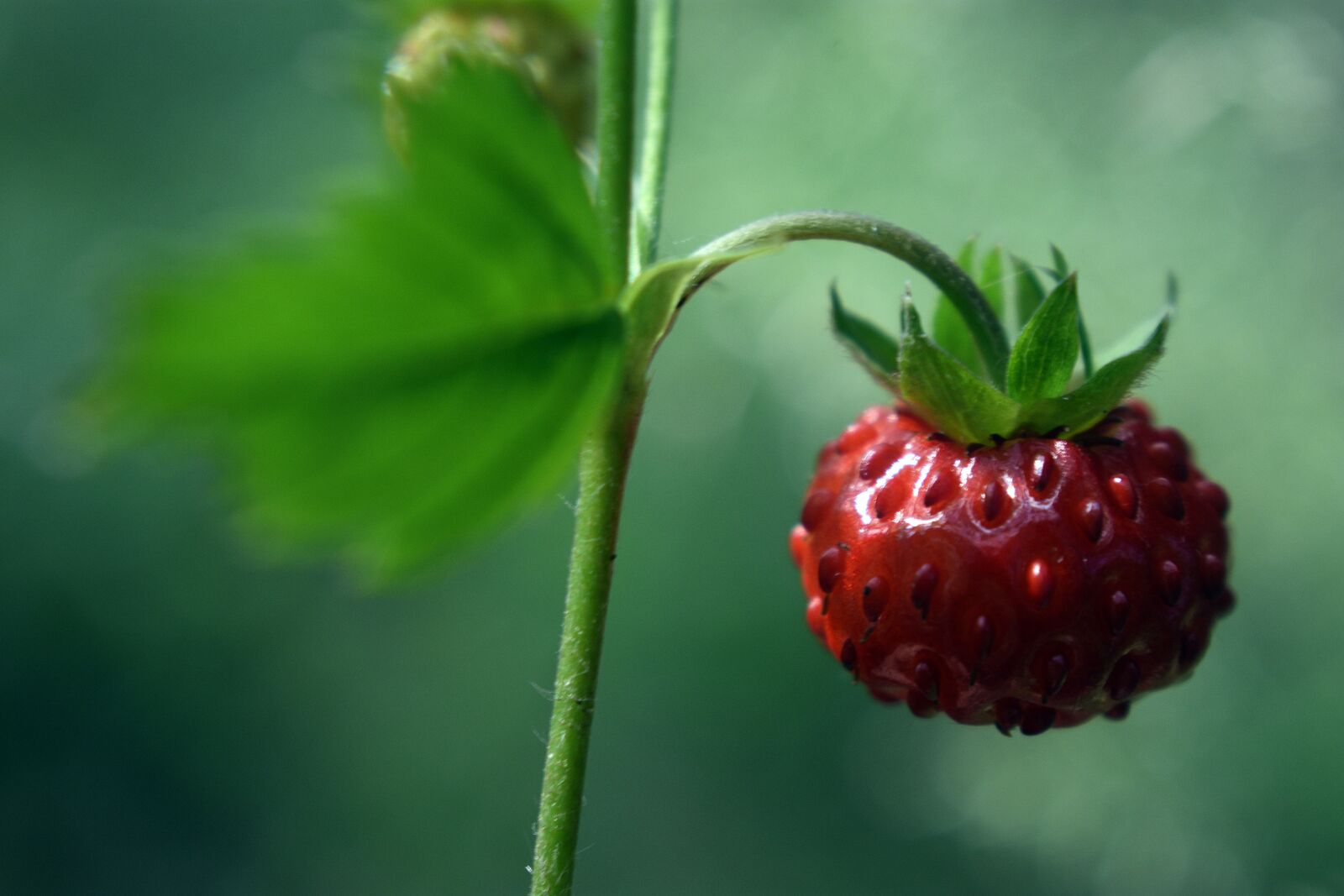 Nikon D3400 sample photo. Fragaria vesca, strawberries, red photography