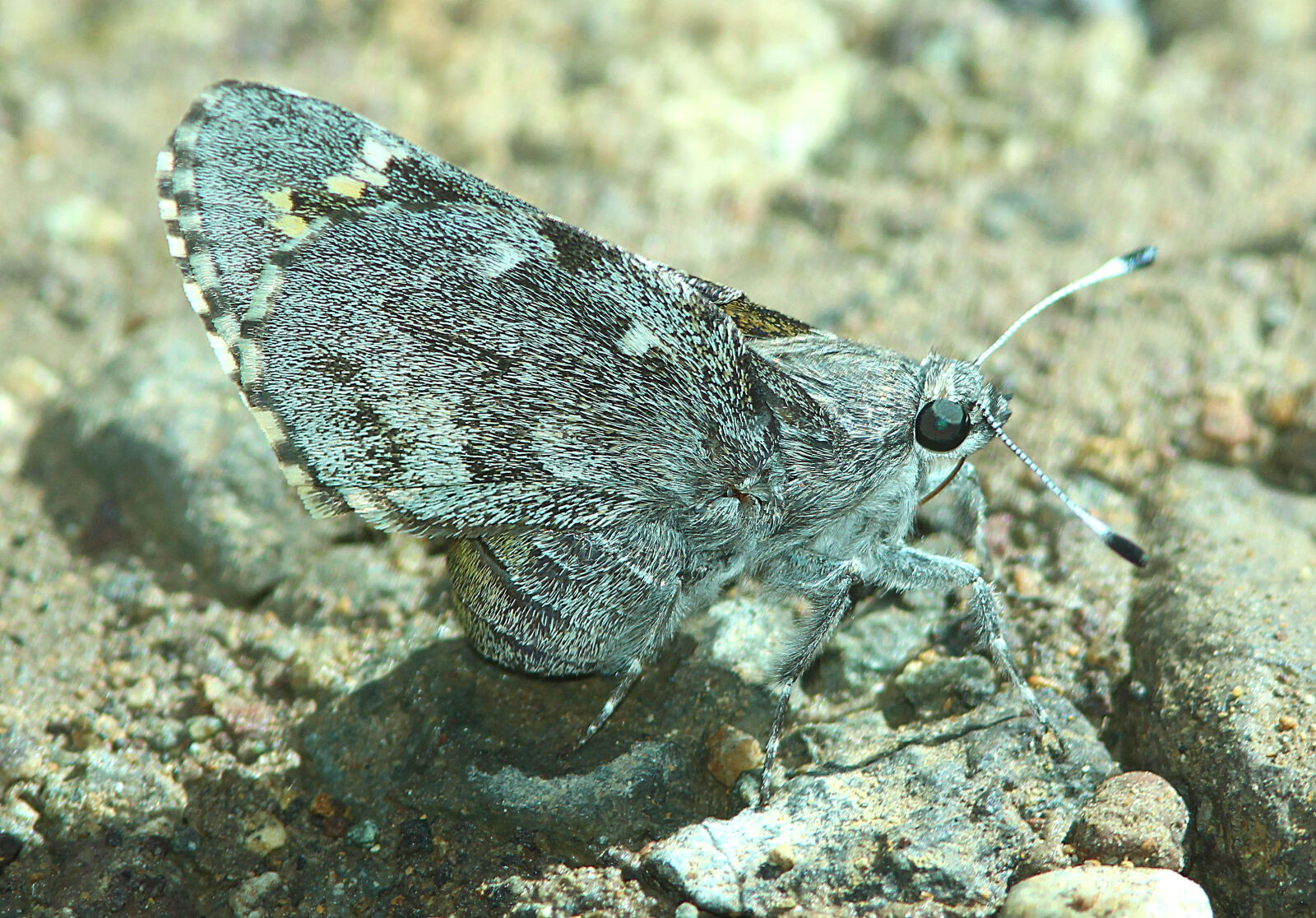 Canon EF 300mm F4L IS USM sample photo