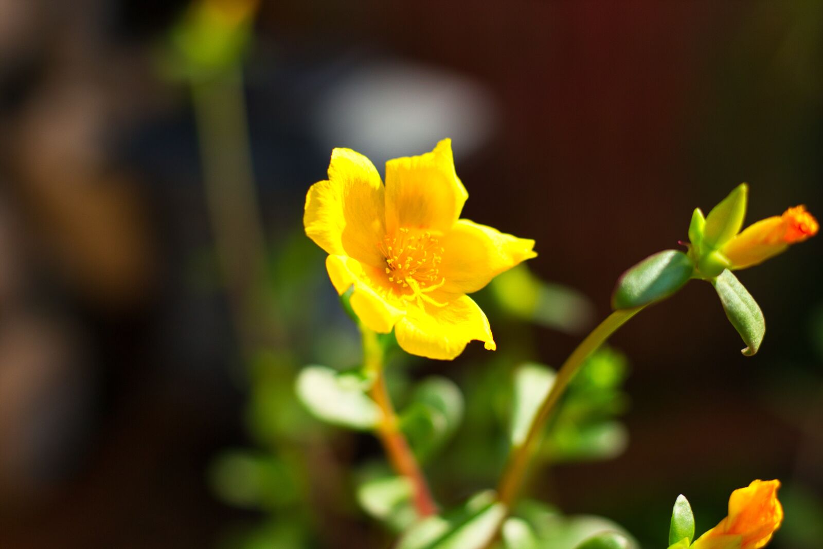 Canon EOS 700D (EOS Rebel T5i / EOS Kiss X7i) + Canon EF 50mm F1.8 STM sample photo. Thailand, photography, background photography