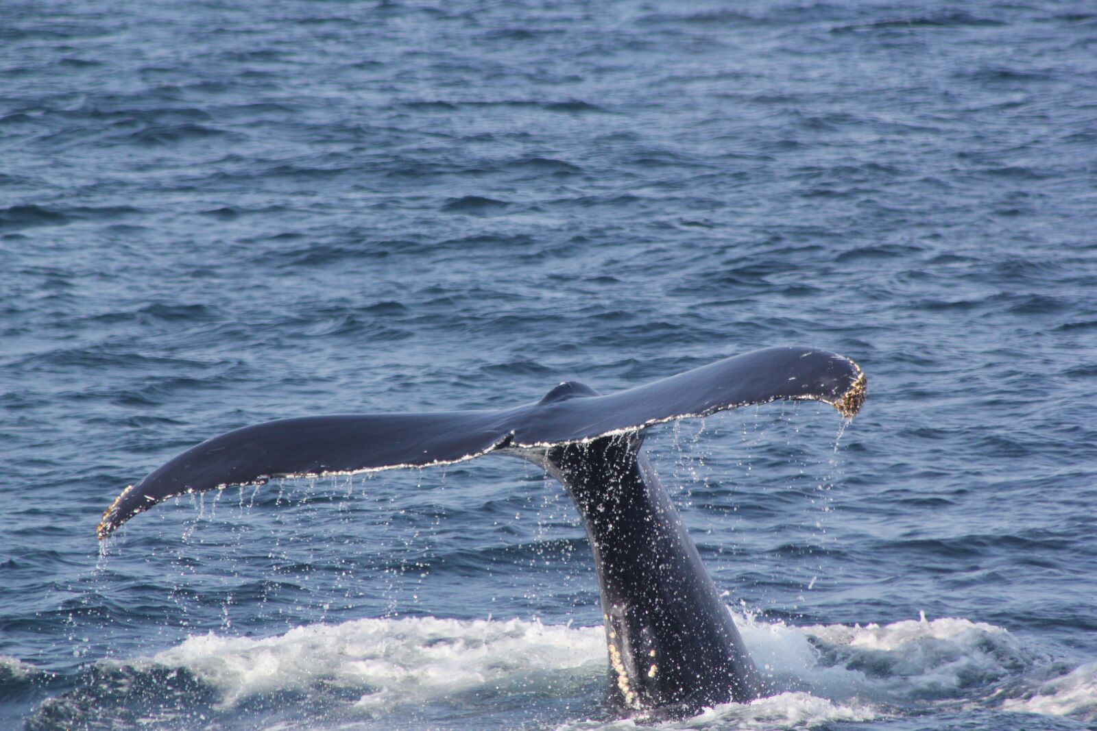 Canon EOS 550D (EOS Rebel T2i / EOS Kiss X4) sample photo. Whale tail, fluke shot photography