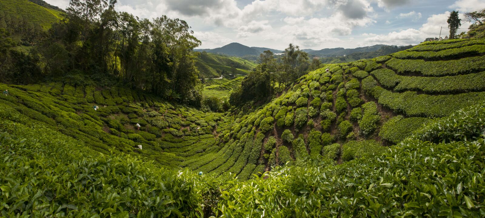Nikon D300S sample photo. Tea plantation, cameron highlands photography