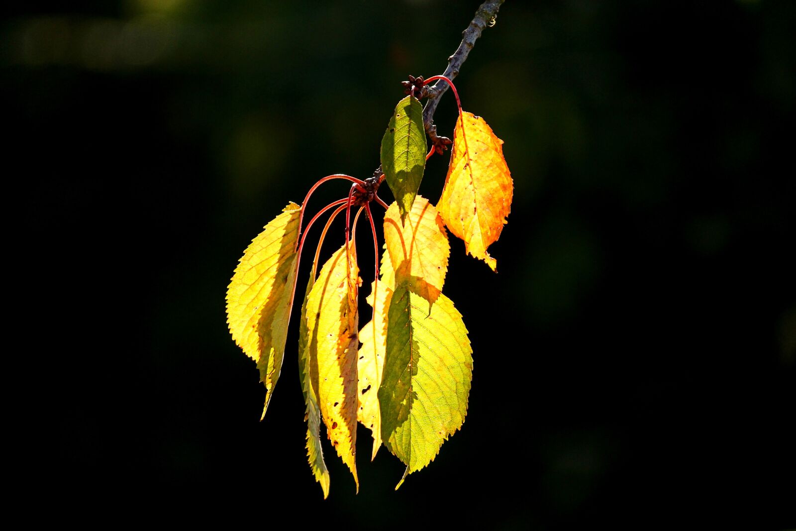 Canon EOS 1100D (EOS Rebel T3 / EOS Kiss X50) sample photo. Leaves, cherry tree, autumn photography