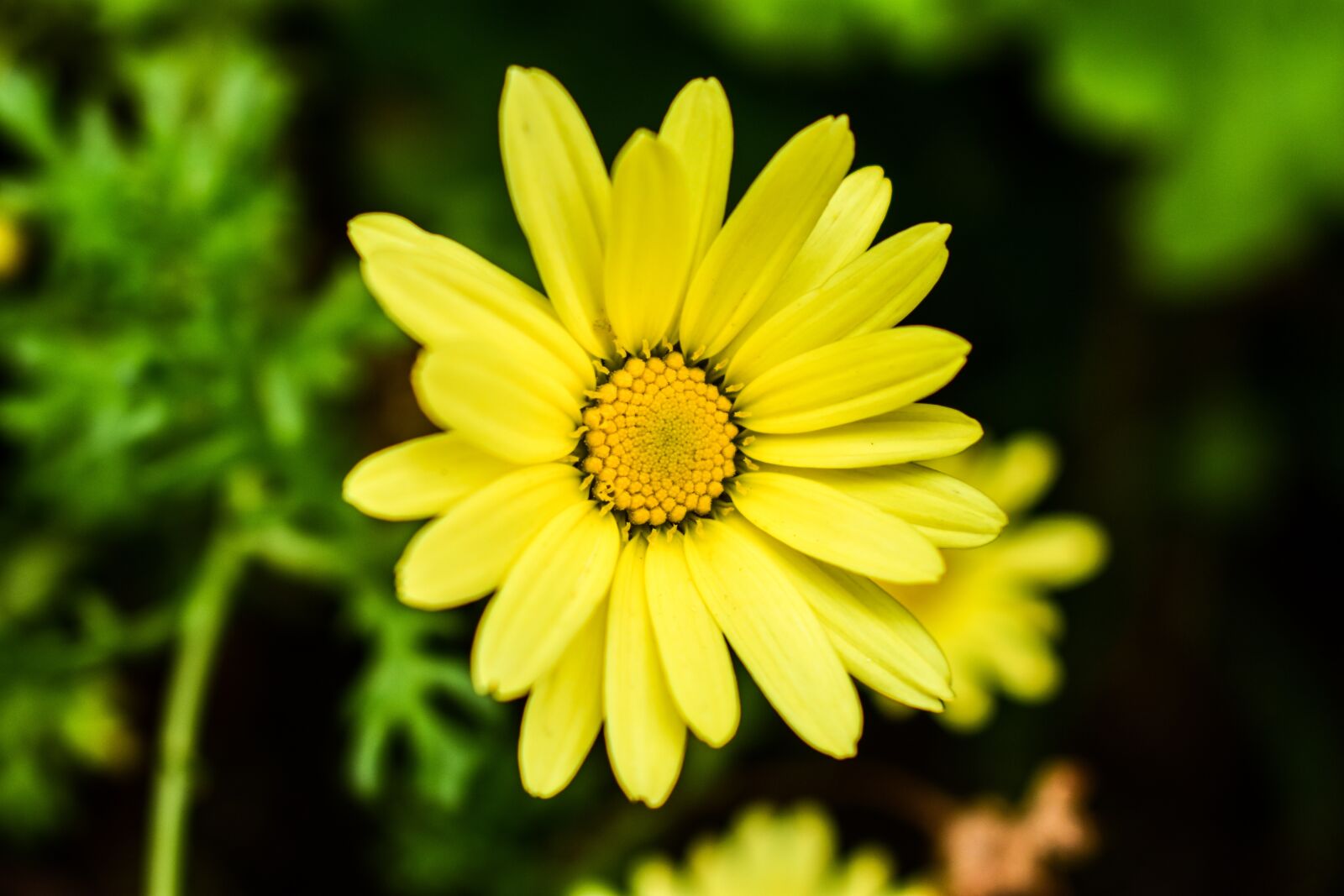 Nikon D3400 sample photo. Nature, plant, summer photography