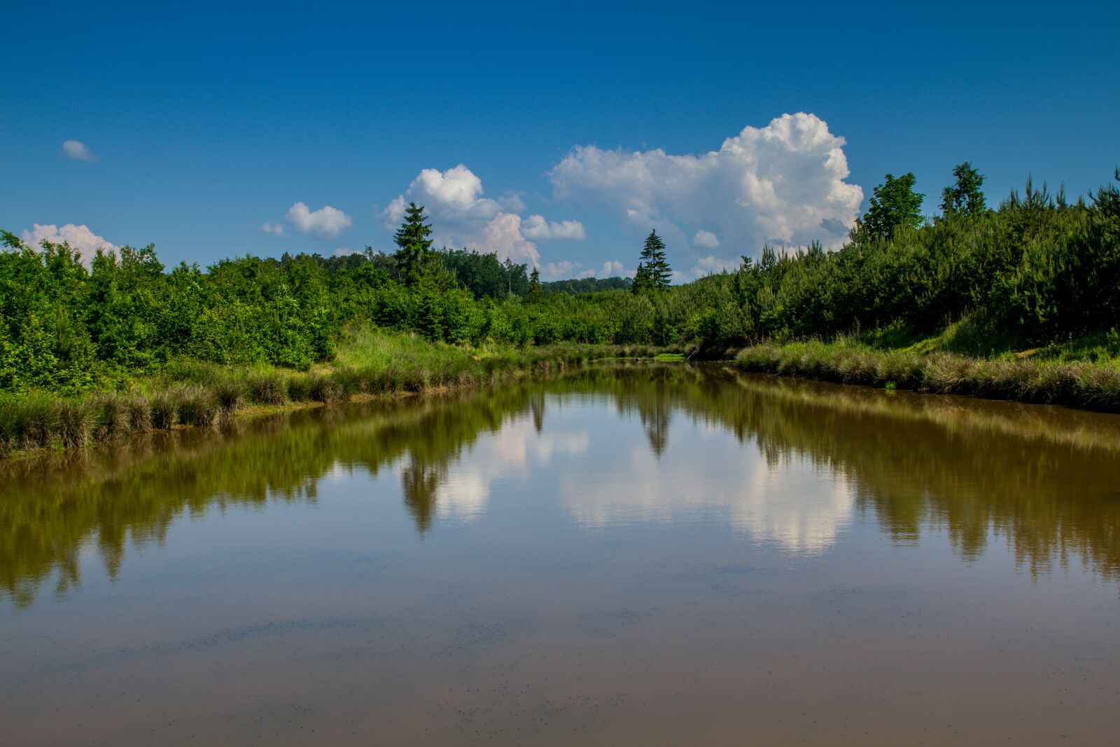 Canon EOS 60D sample photo. Water, forest, pond photography