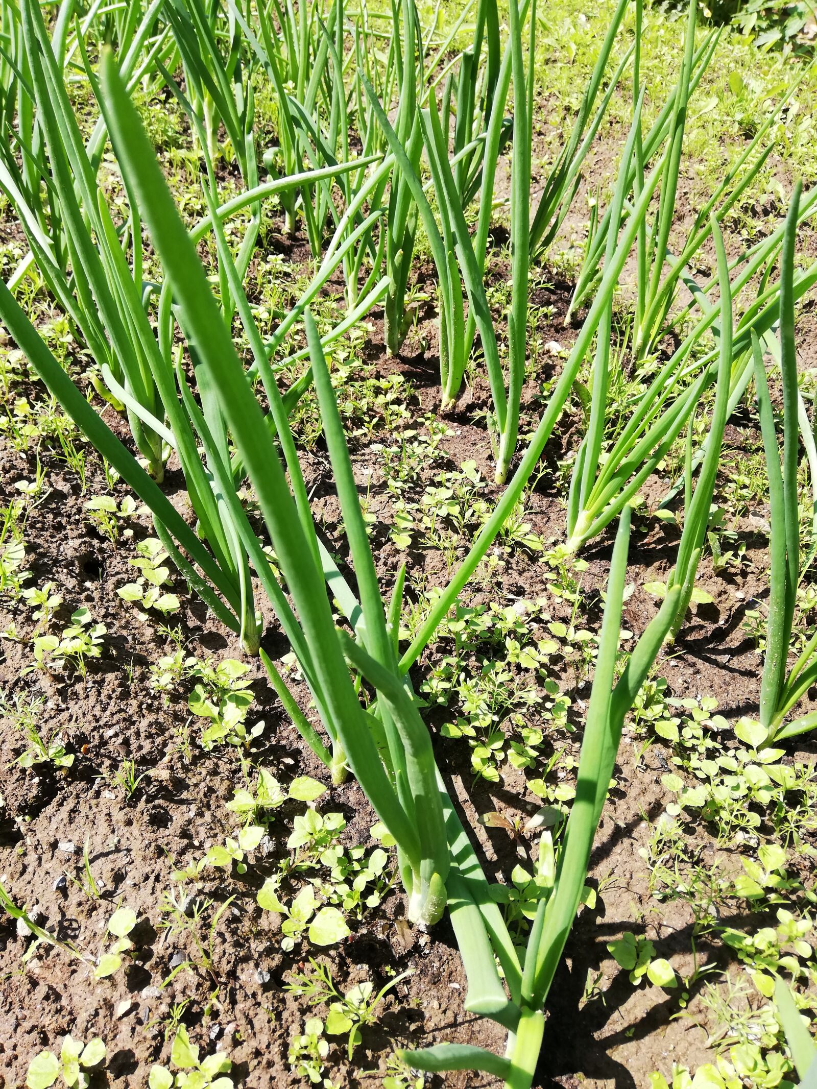 HUAWEI P20 lite sample photo. Onion, greens, vegetable garden photography