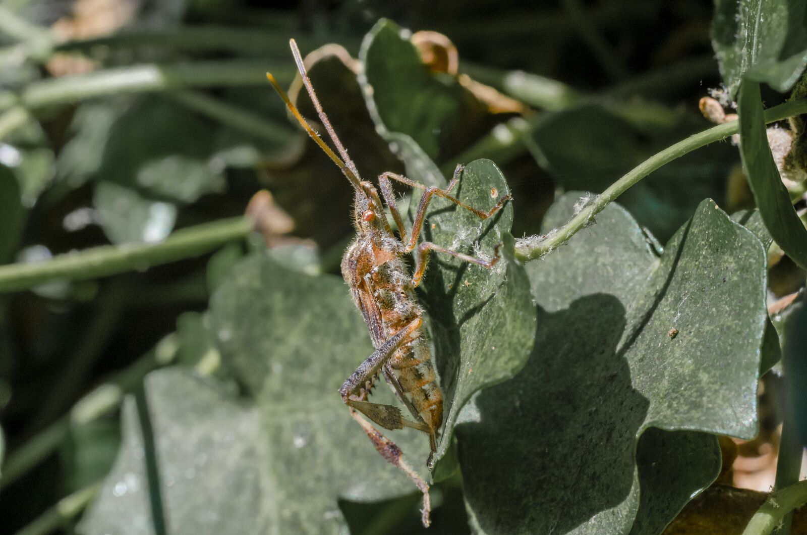 Nikon D7000 sample photo. Bug, insect, wood photography