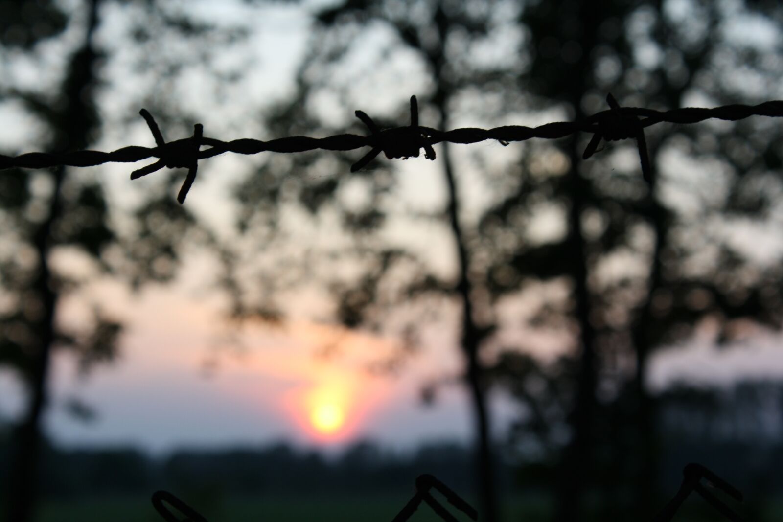 Canon EOS 1000D (EOS Digital Rebel XS / EOS Kiss F) sample photo. Sun, nature, barbed wire photography
