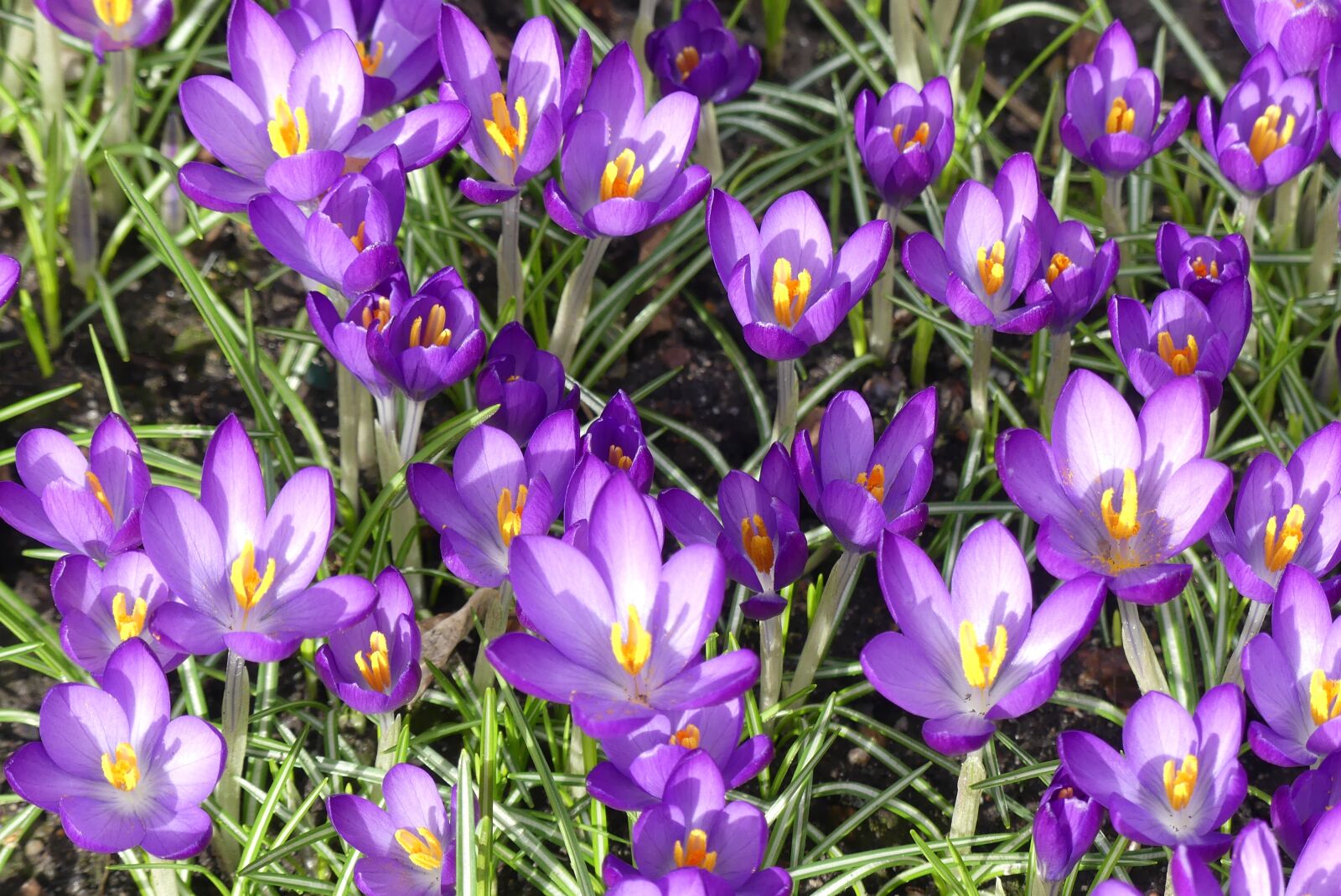 Panasonic Lumix DMC-FZ300 sample photo. Crocus, spring, purple photography