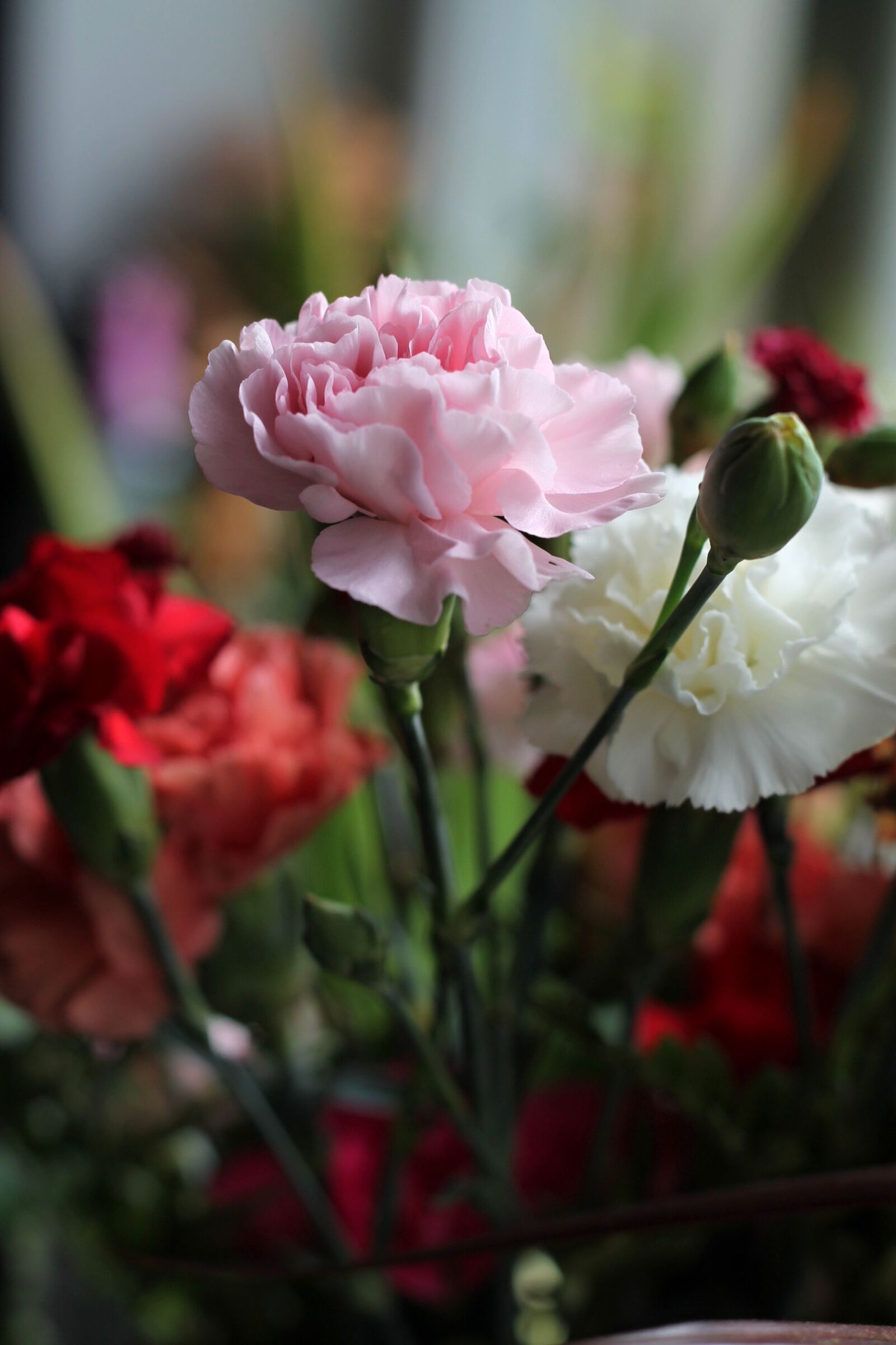 Canon EOS 1100D (EOS Rebel T3 / EOS Kiss X50) + Canon EF 50mm F1.8 II sample photo. Carnations, bouquet, flowers photography