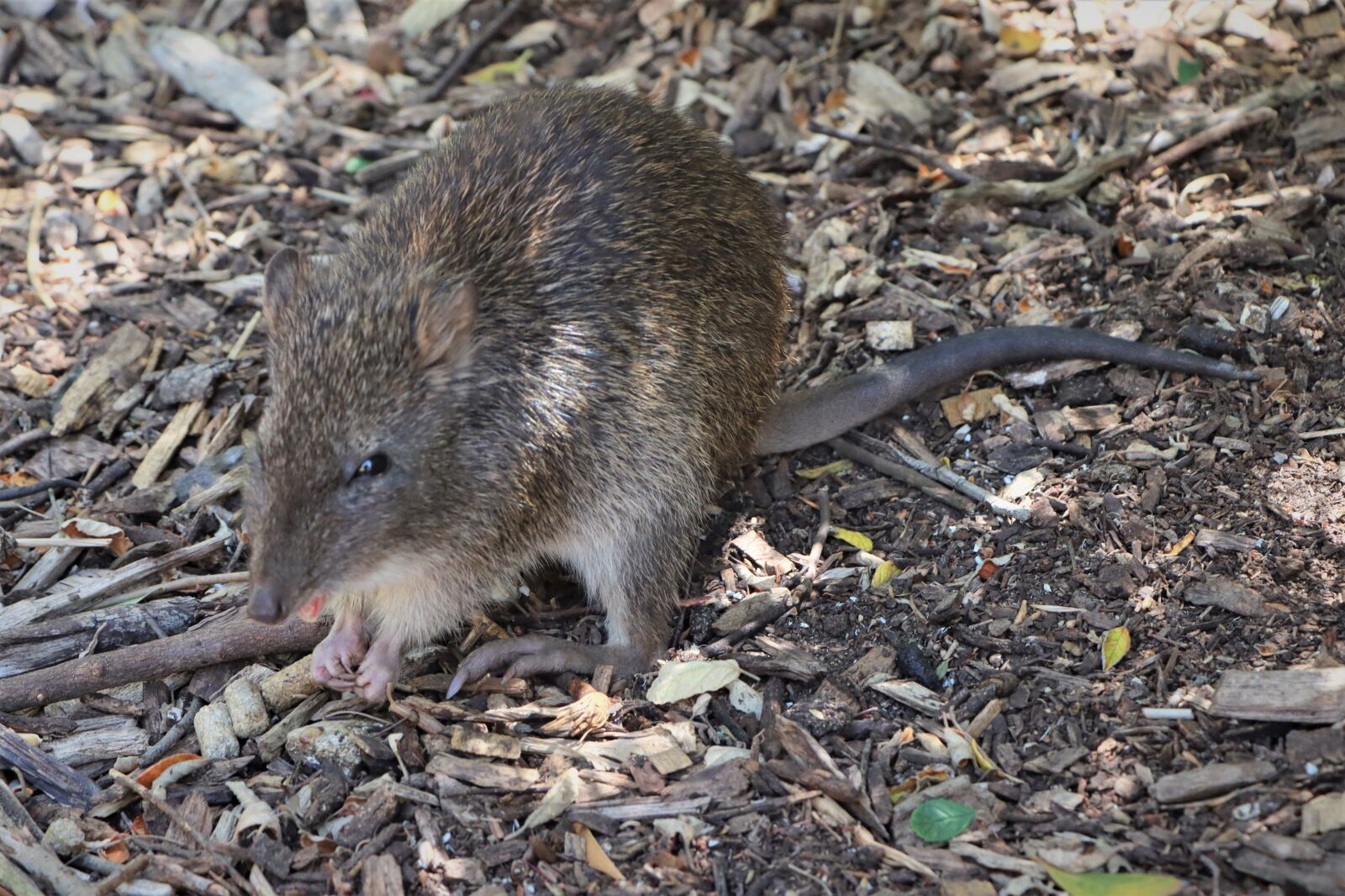Canon EF-S 18-135mm F3.5-5.6 IS USM sample photo. Australian, bandicoot, eating photography